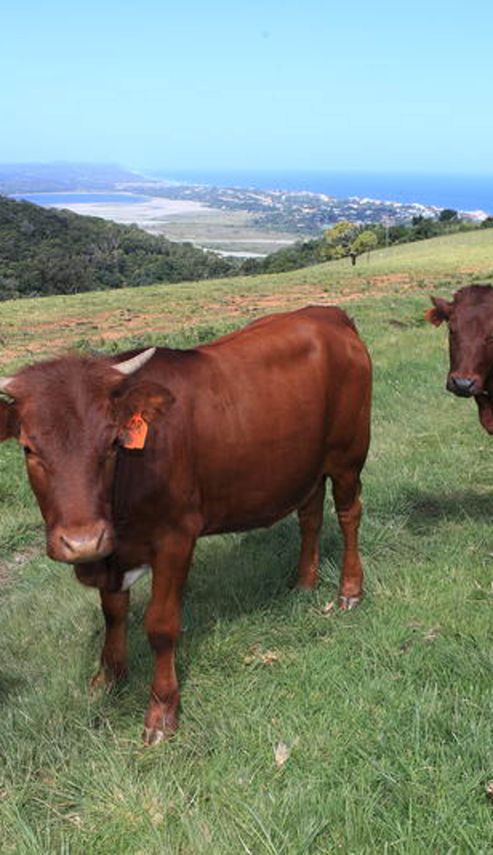 The Wild Farm Backpackers