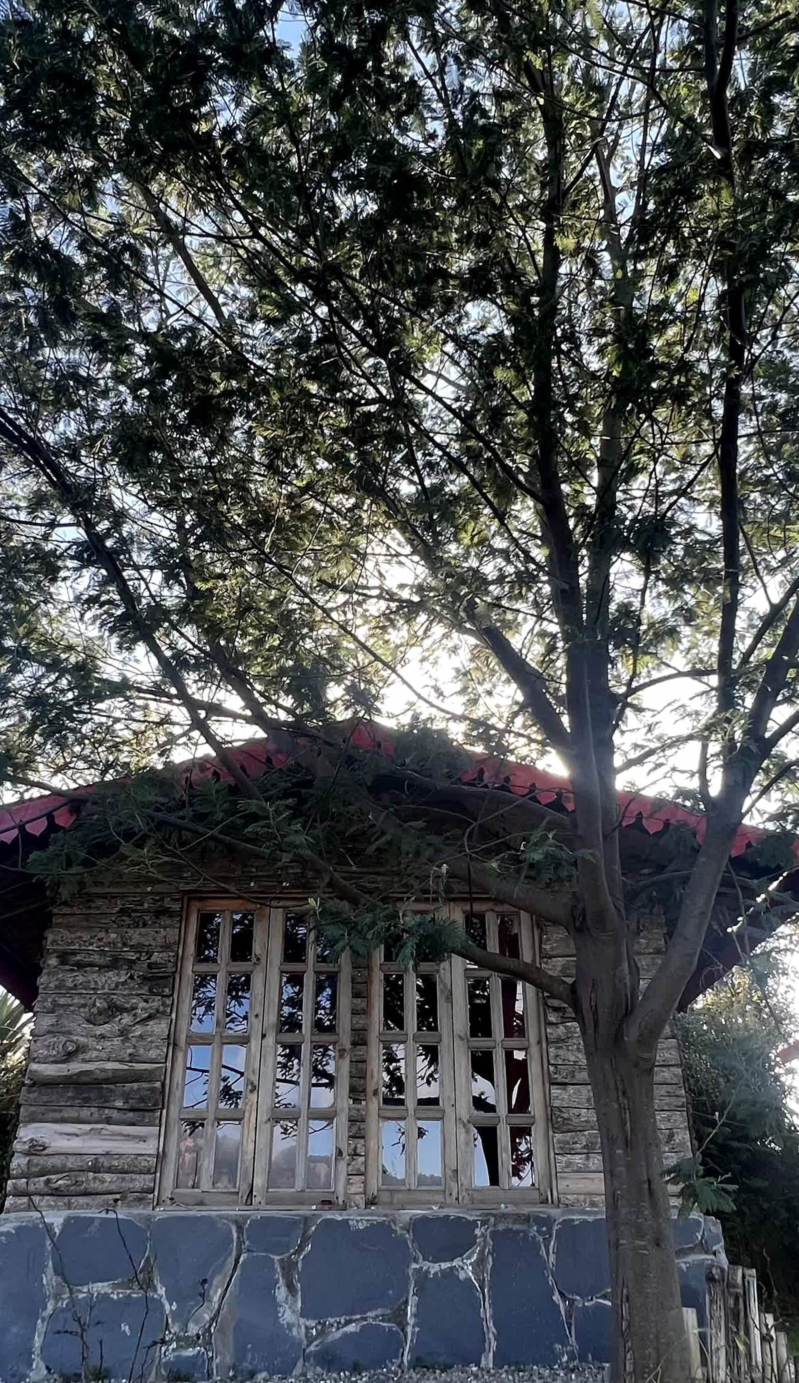 Once Upon A Forest