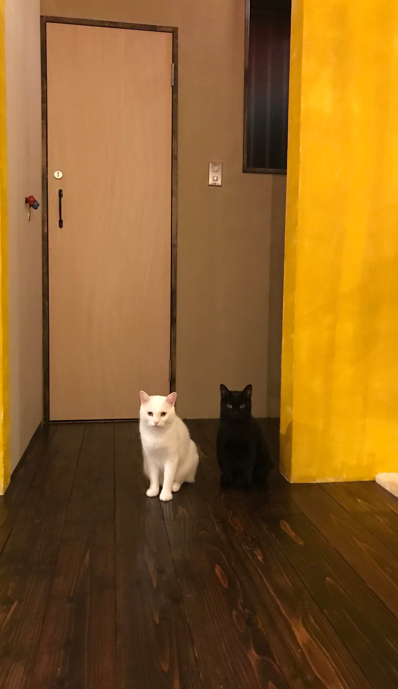Mad Cat Hostel Osaka & Bar