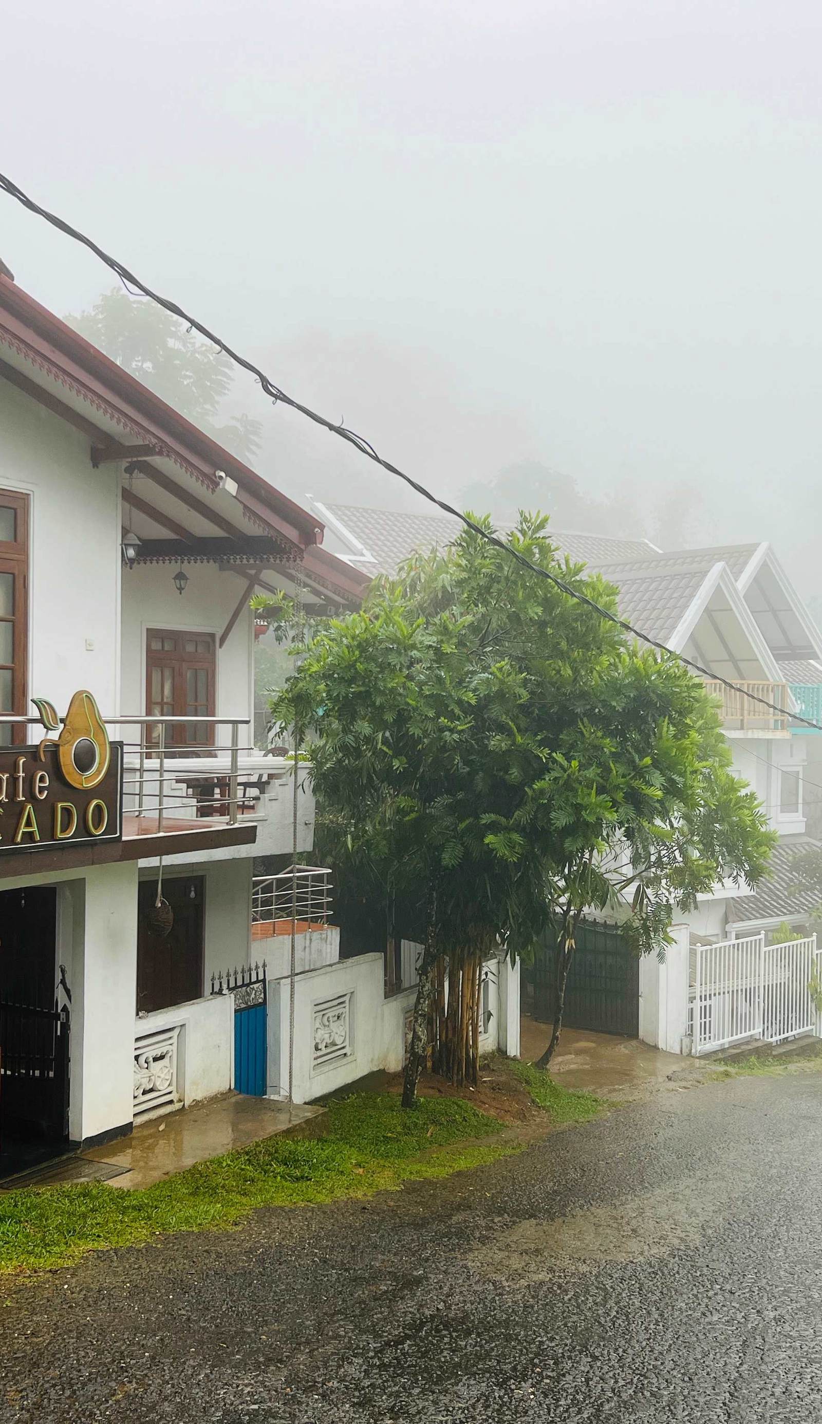 Avocado Hostel