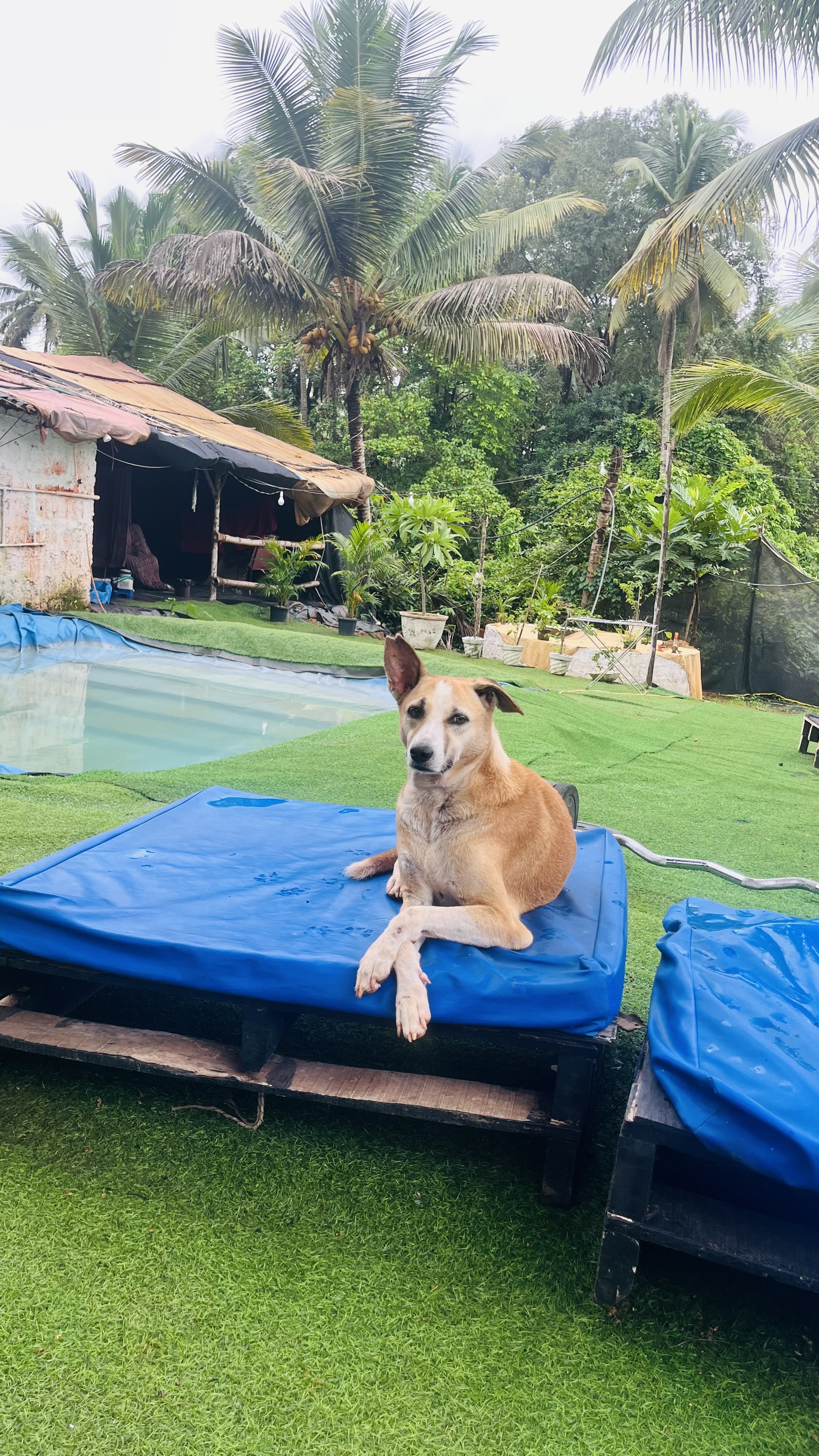 Andaz Arambol