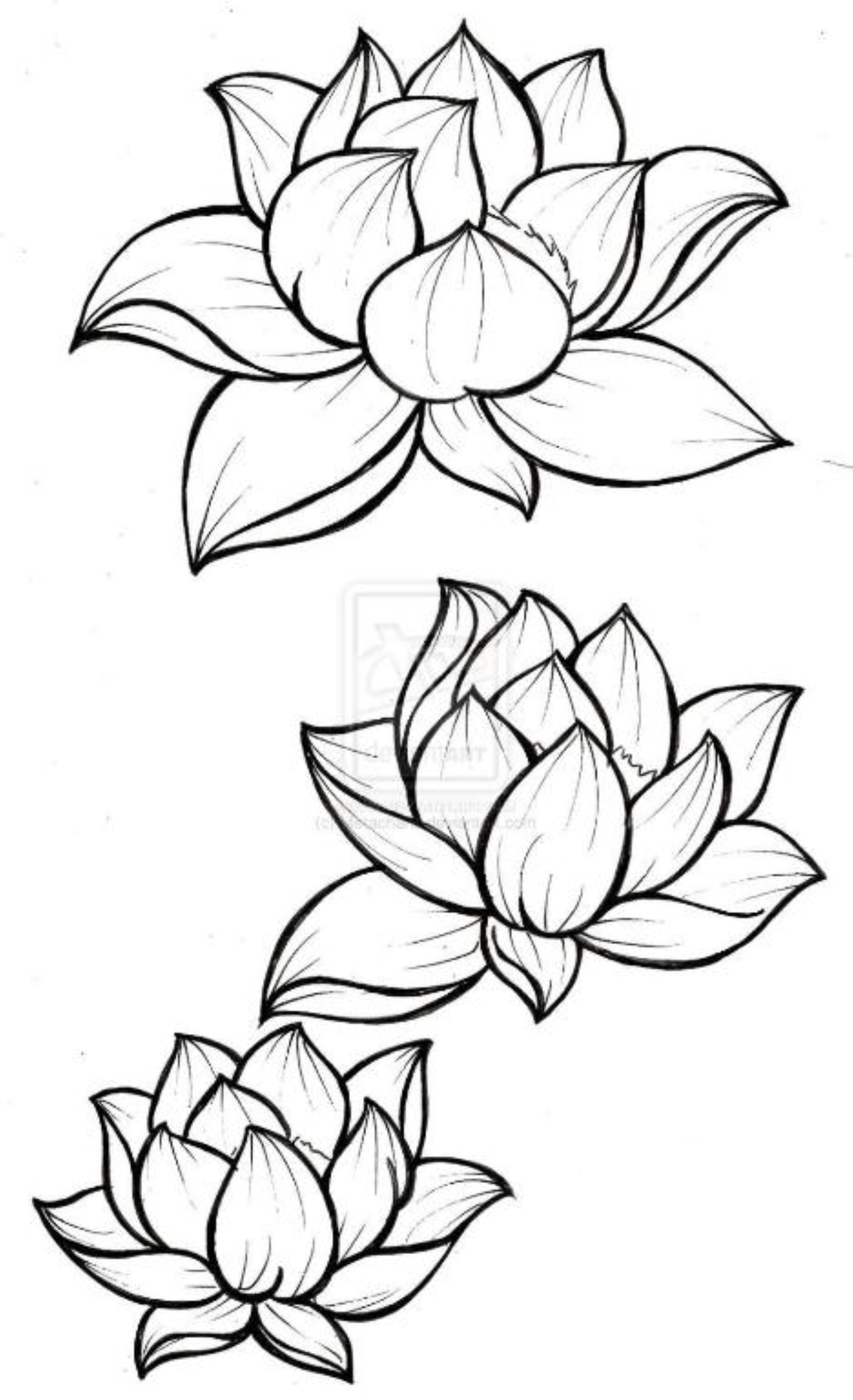 Lotus Hostel
