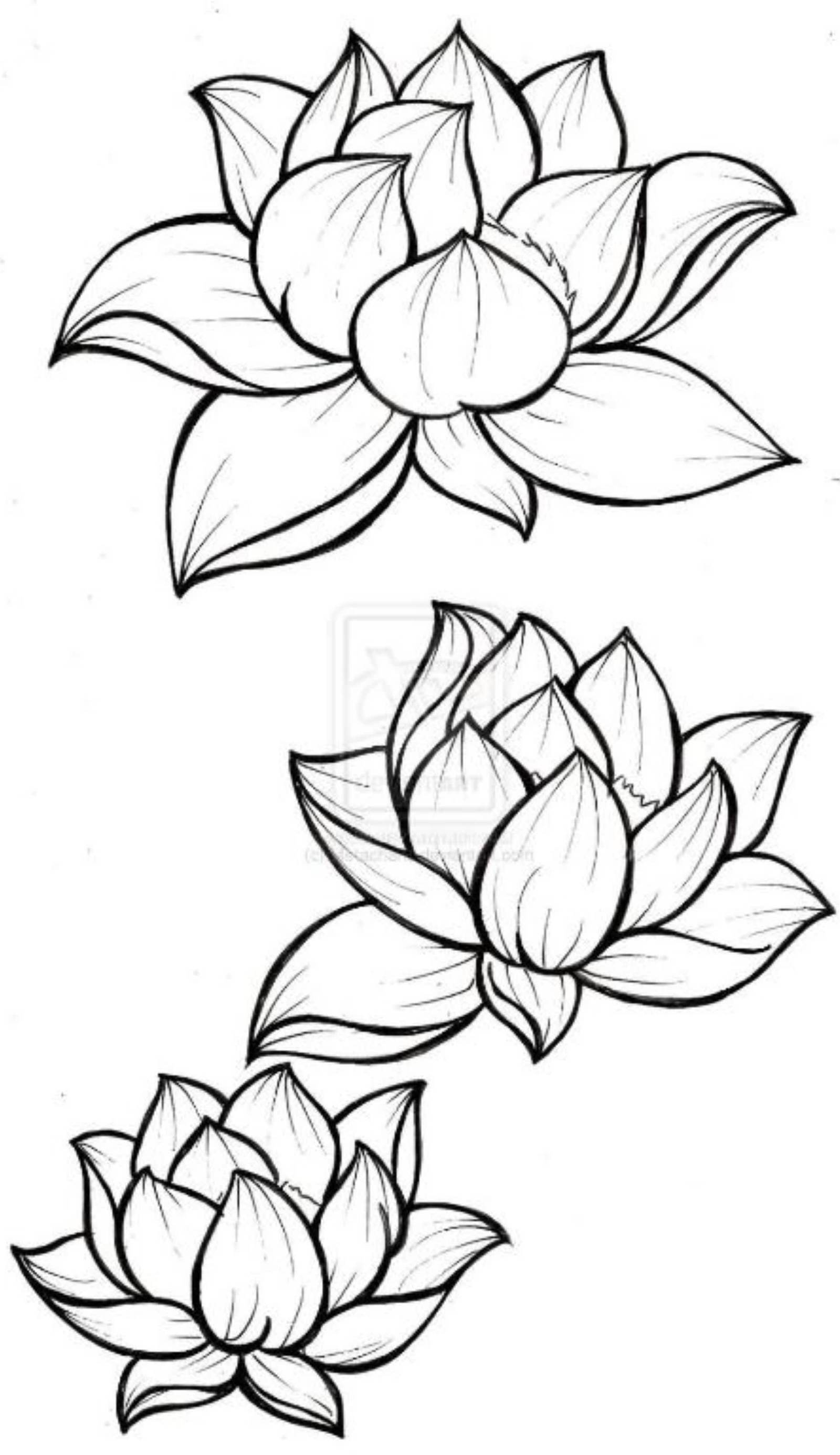 Lotus Hostel