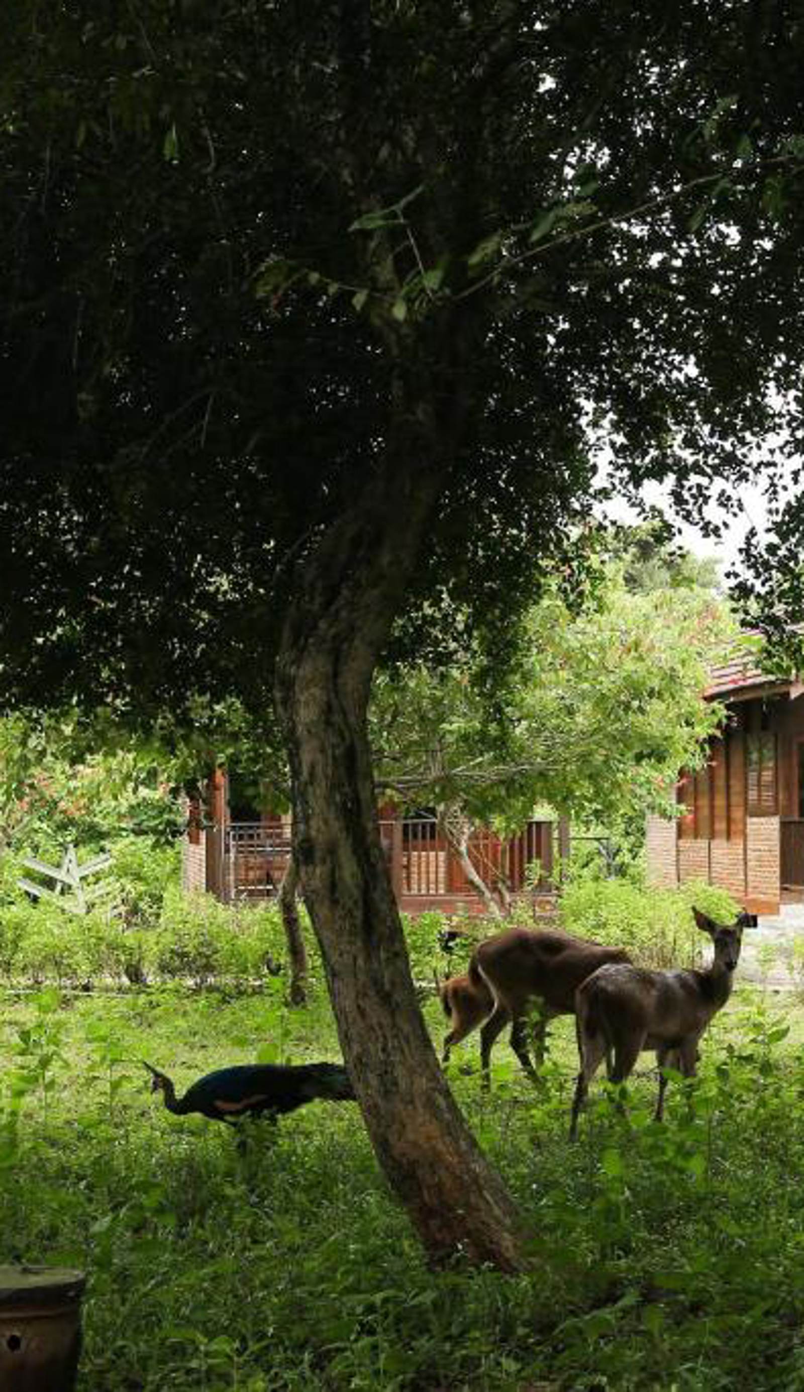 Plengkung Lodge G-Land