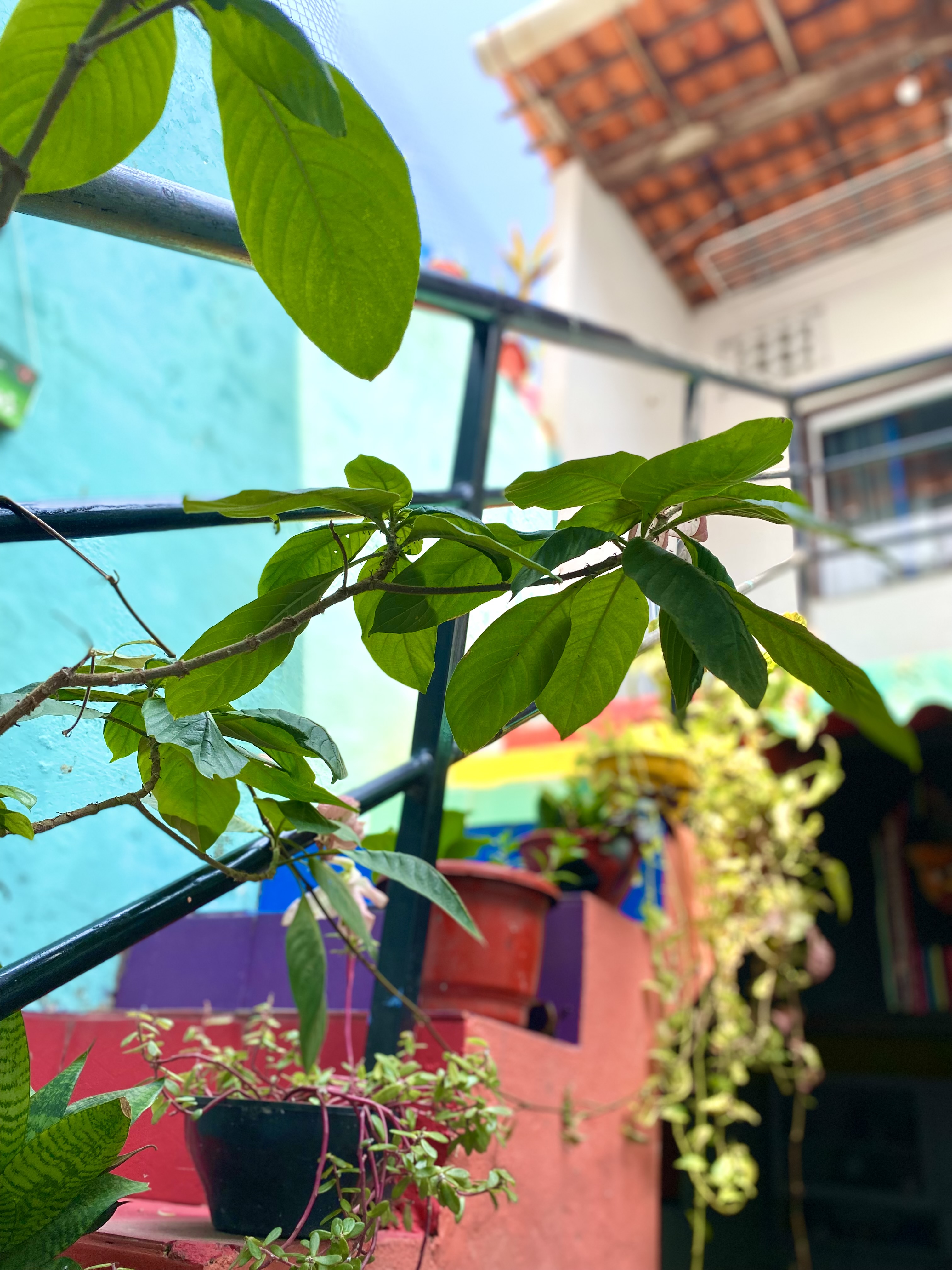 Casa Guarnicê Hostel