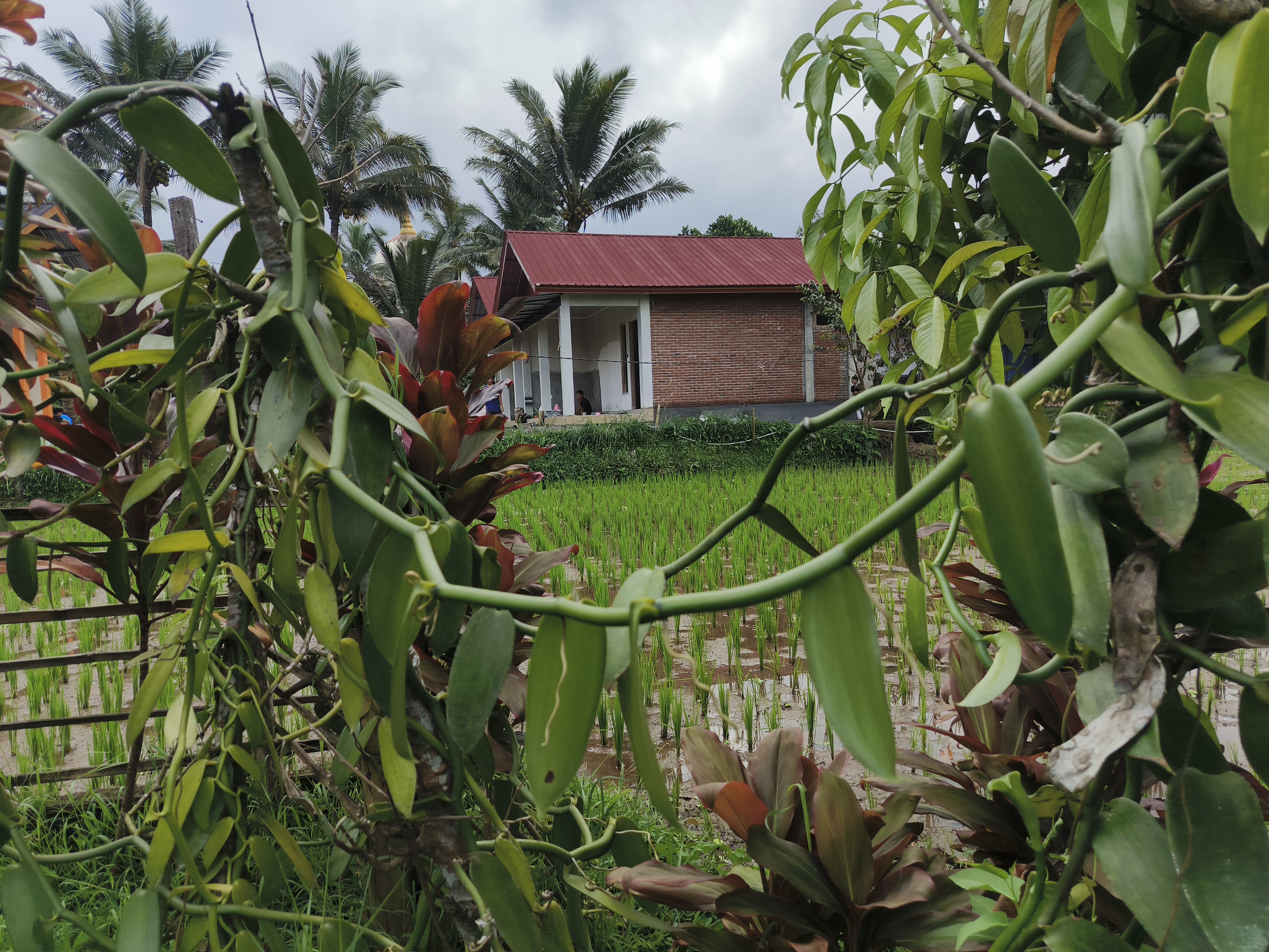Vaniglia House Tetebatu