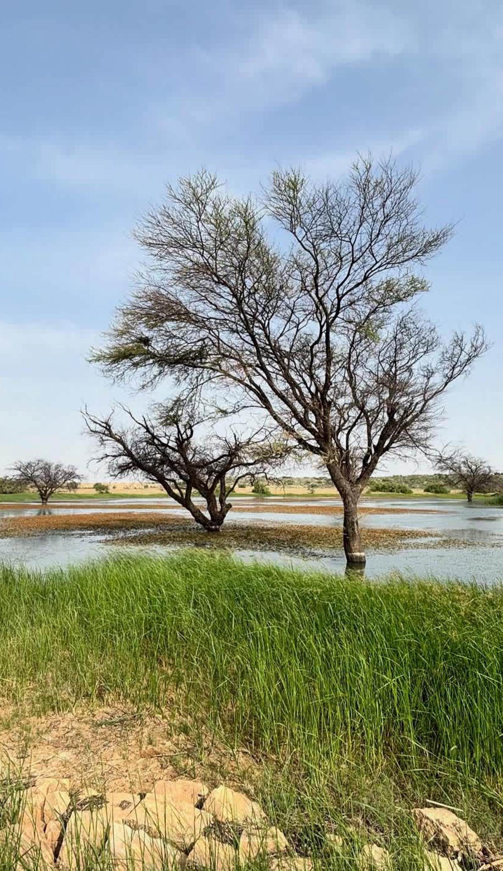 Jaisalmer Rosu Safari