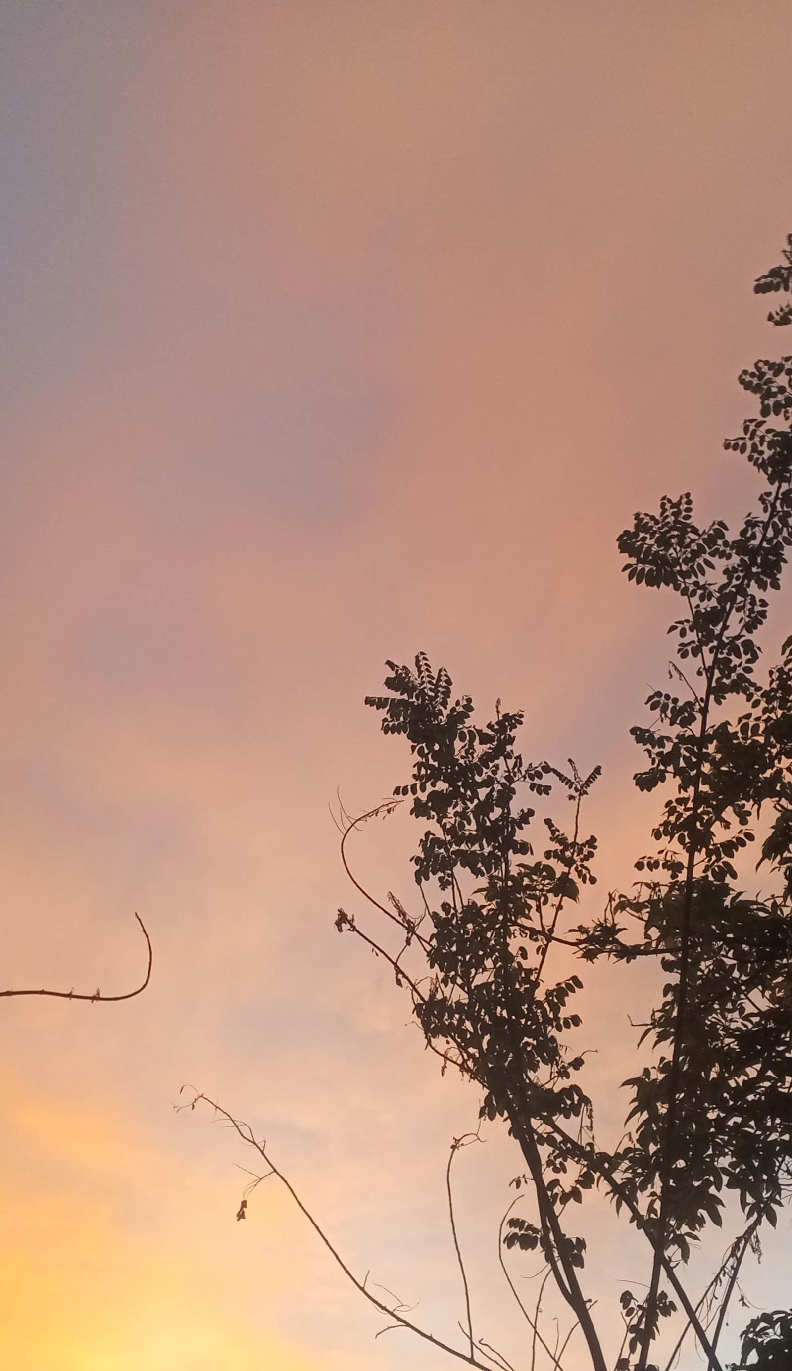Hakuna Matata Ella