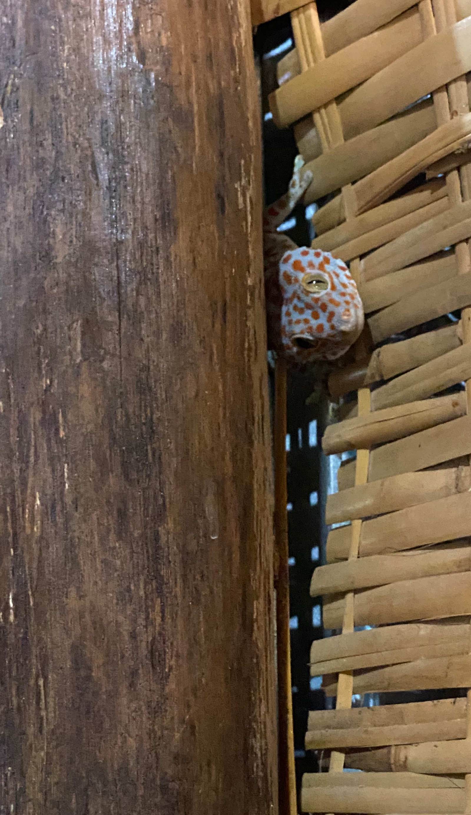 CocoHuts Cambodia