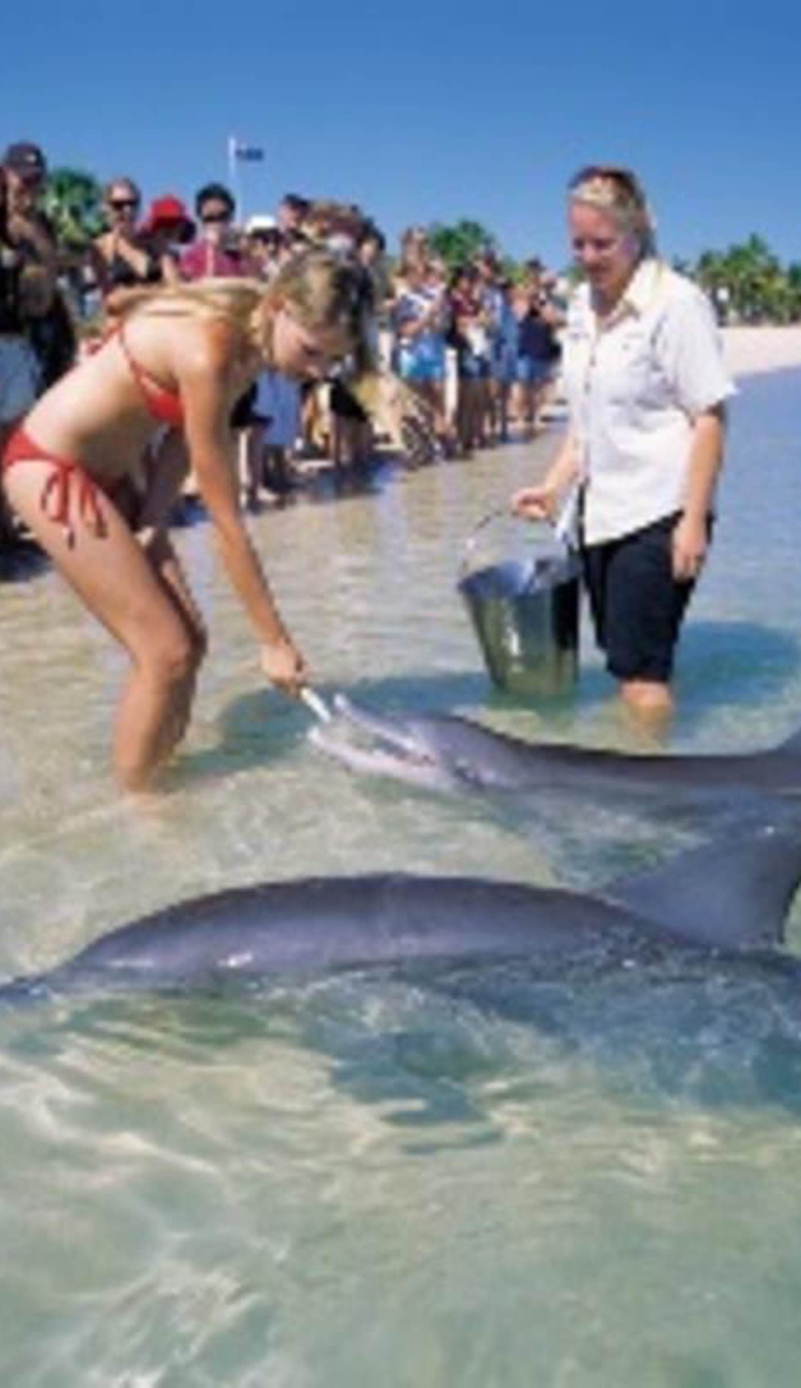RAC Monkey Mia Dolphin Resort