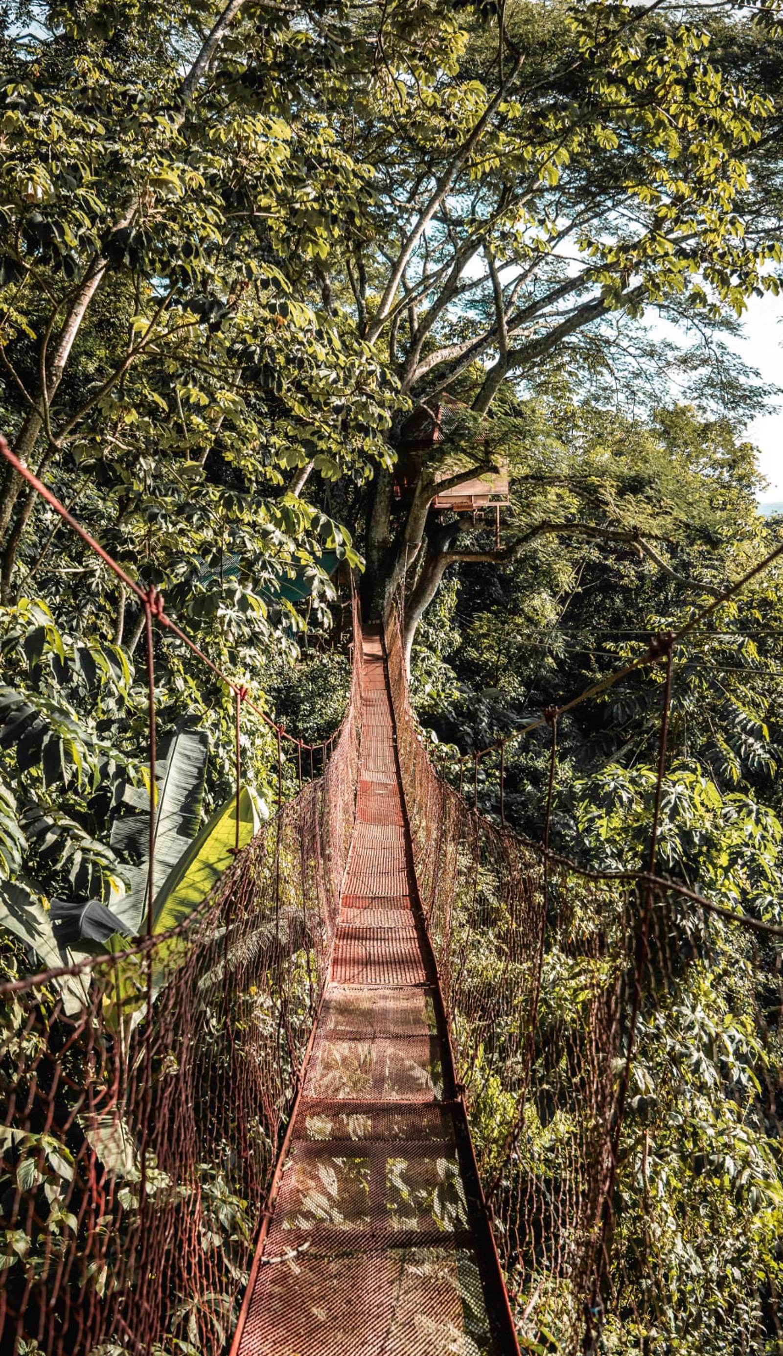 The Treehouse