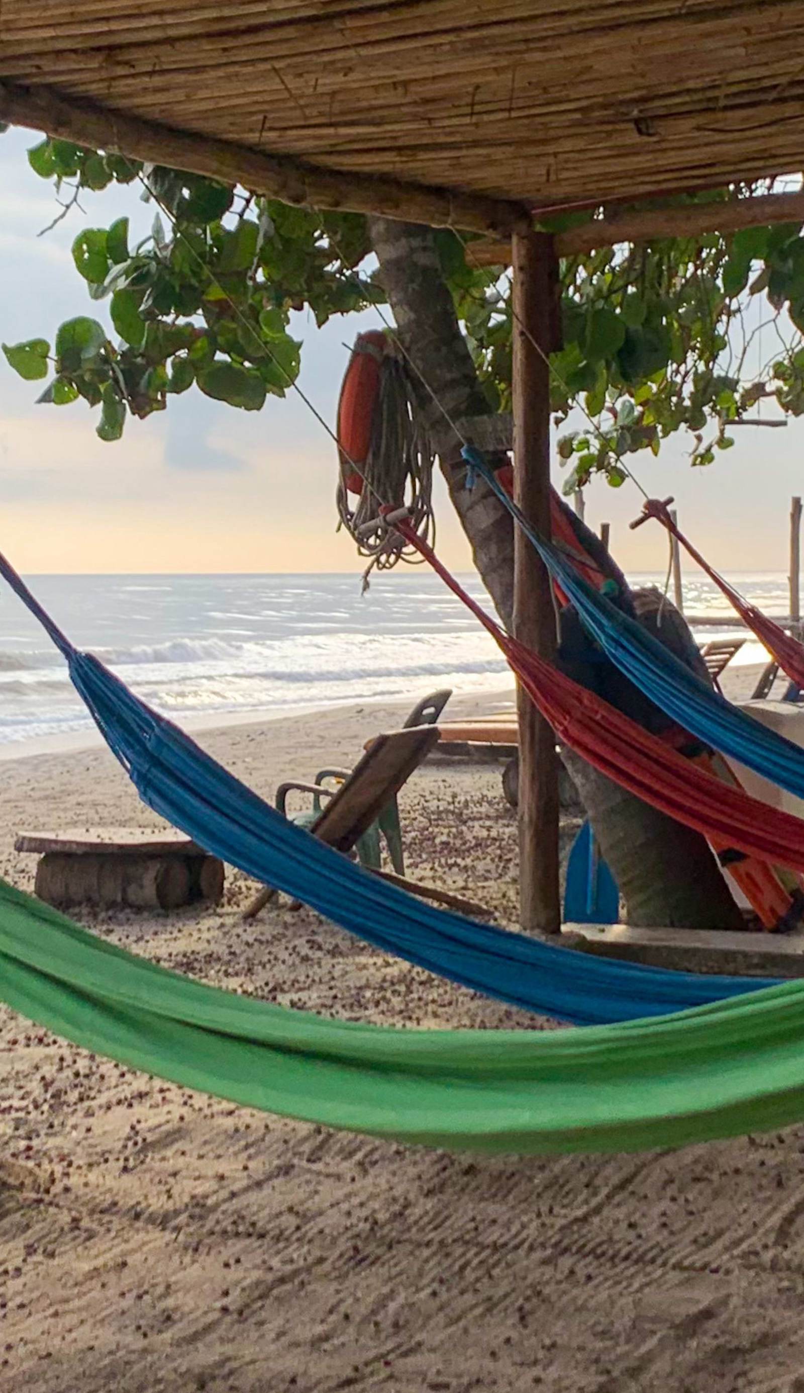 Cocobeach Palomino