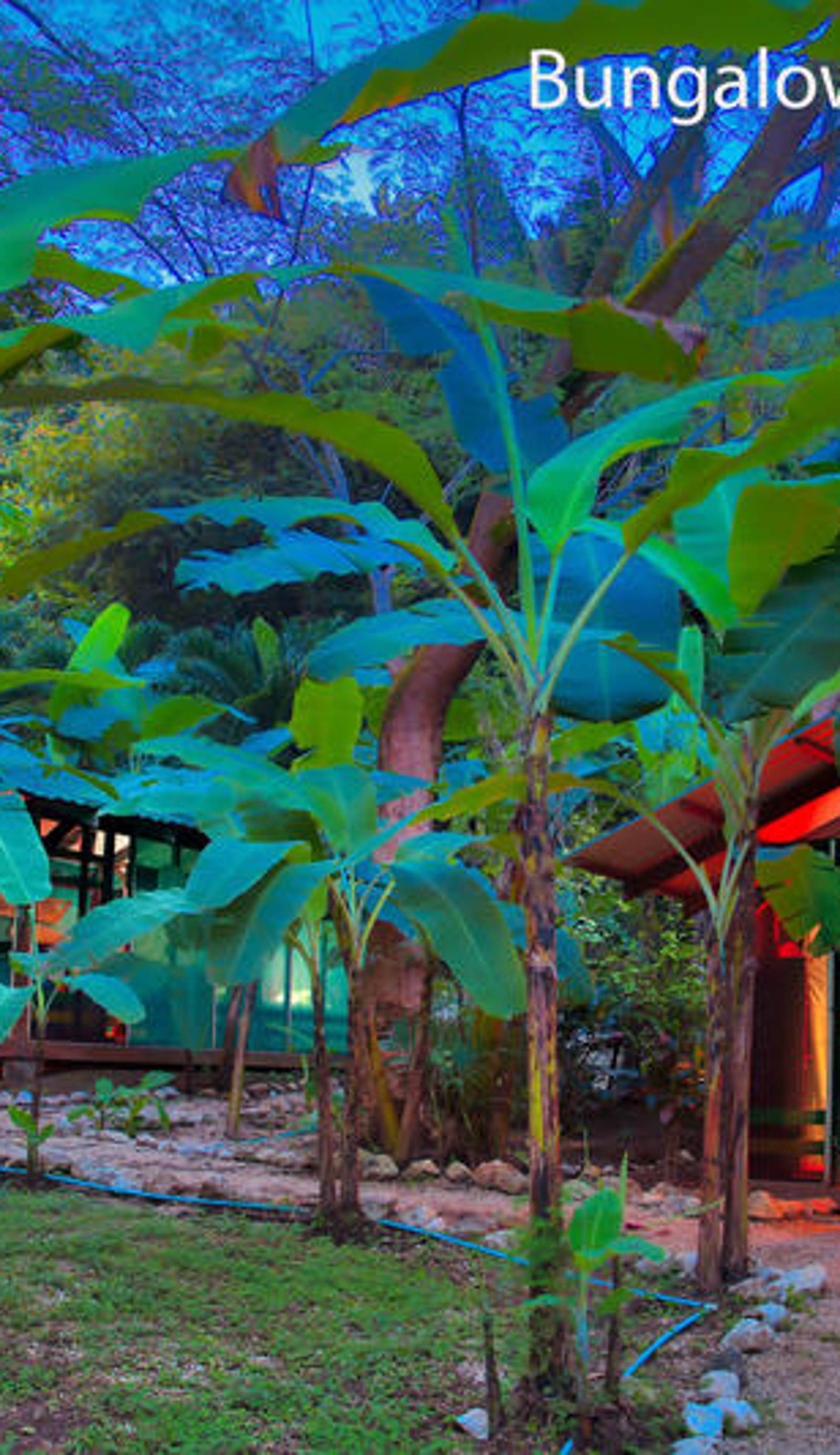 Jungle's Edge Hotel
