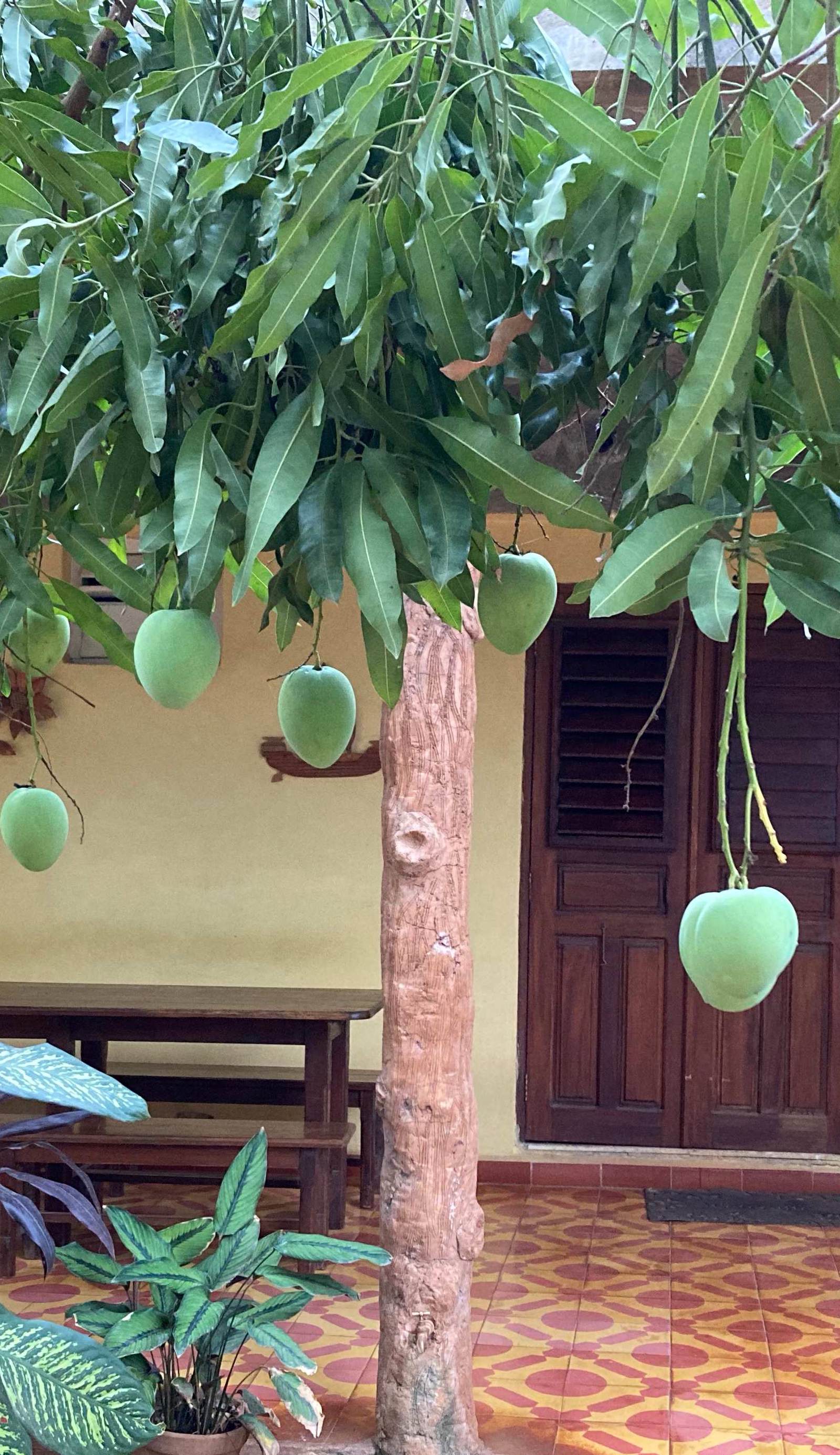 Casa Los Mangos