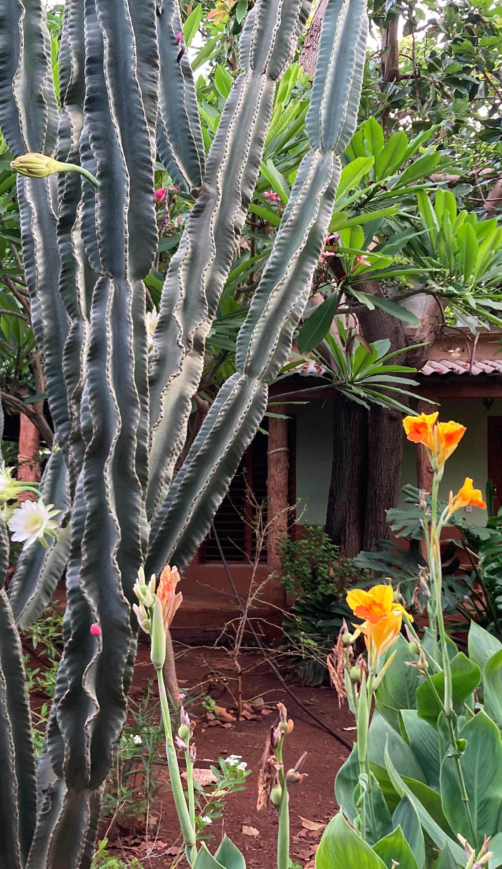 Casa Los Mangos
