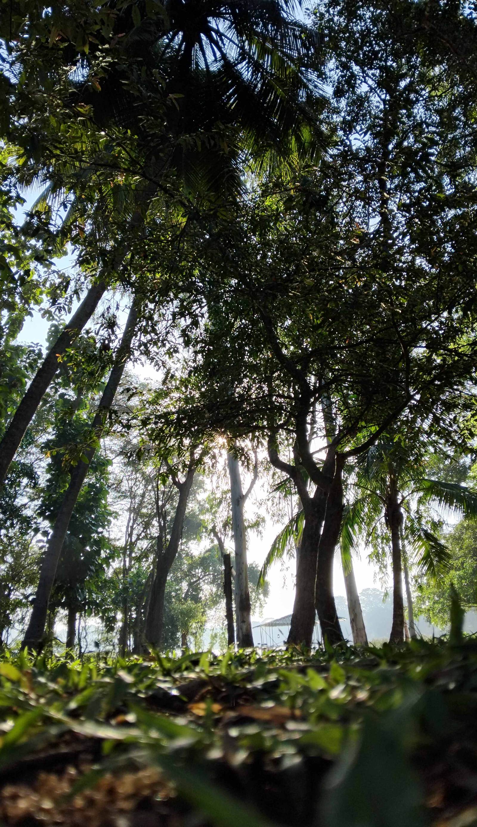 Nature's Lake View Sigiriya