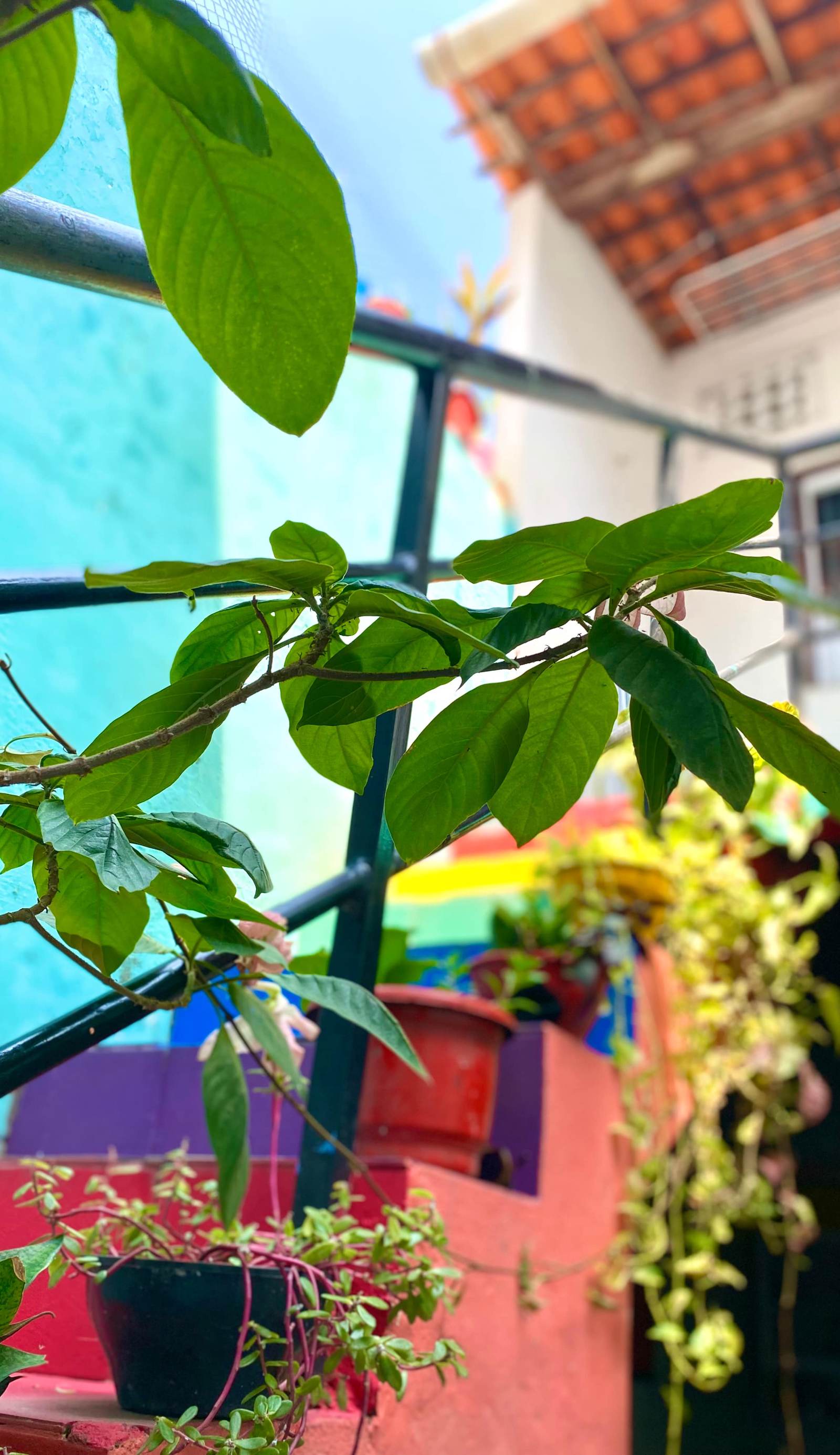 Casa Guarnicê Hostel