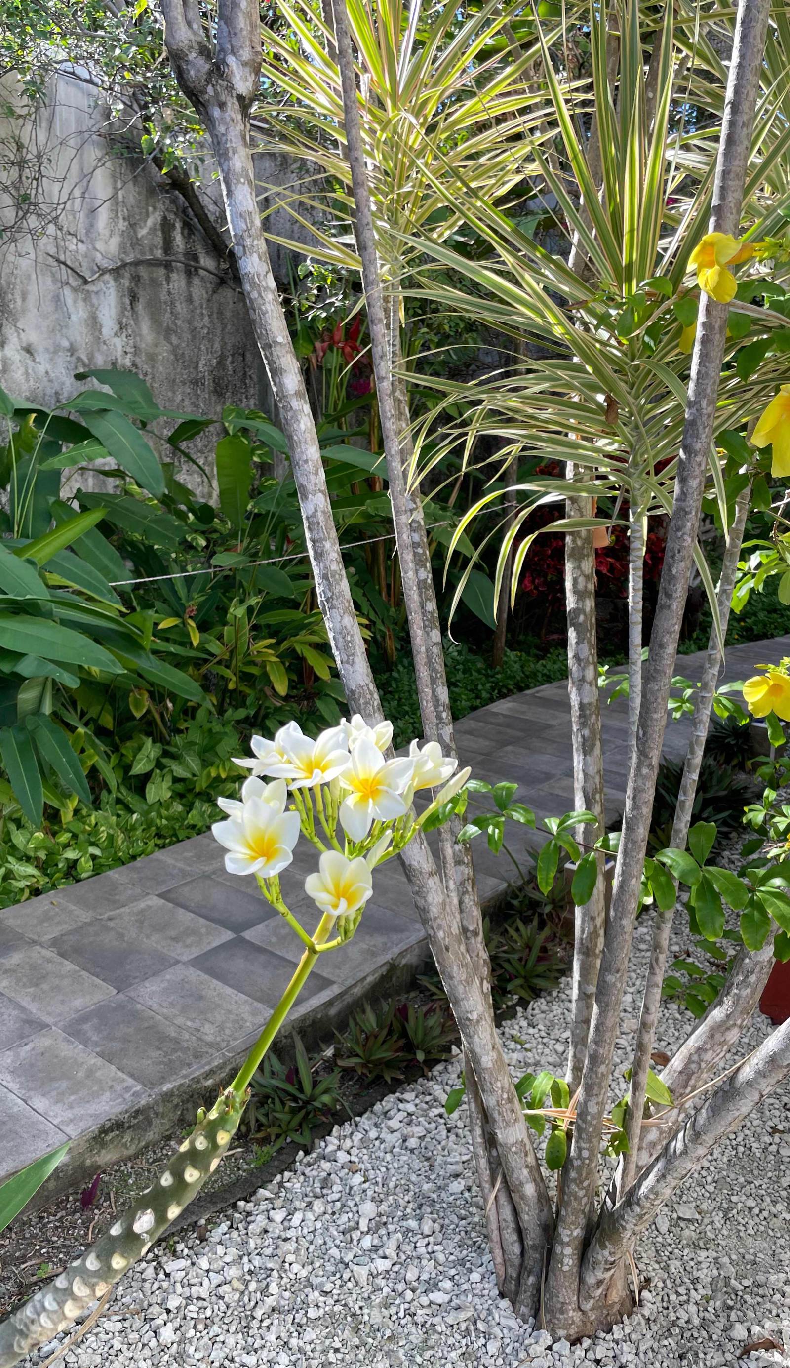 Villa Escondida Cozumel B&B