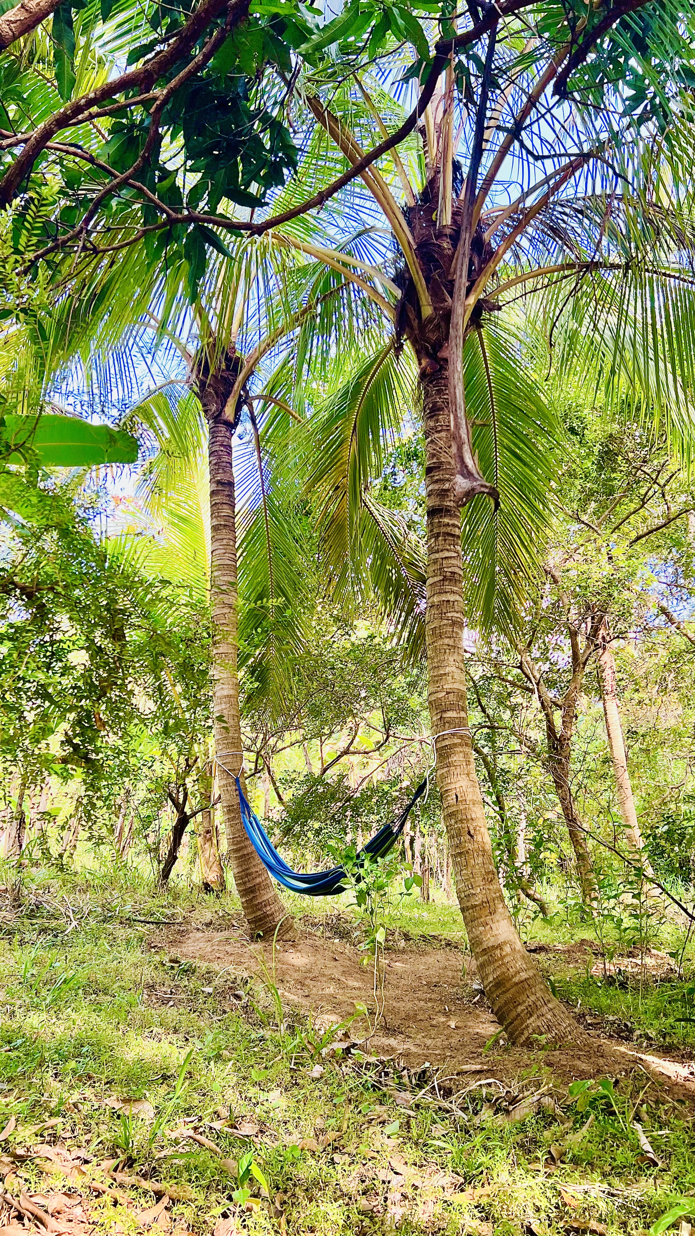 Hakuna Matata Hostel Sigiriya