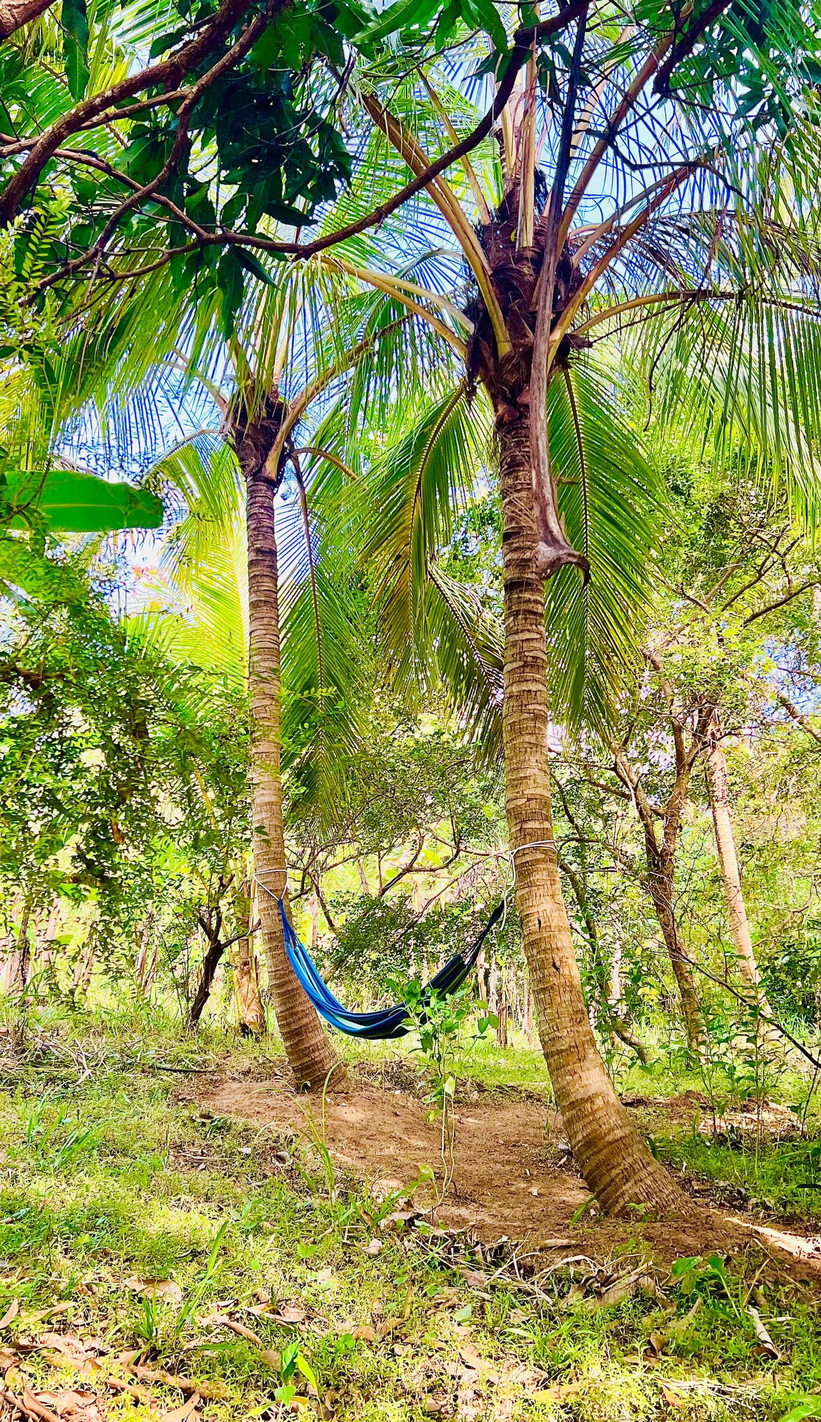 Hakuna Matata Hostel Sigiriya