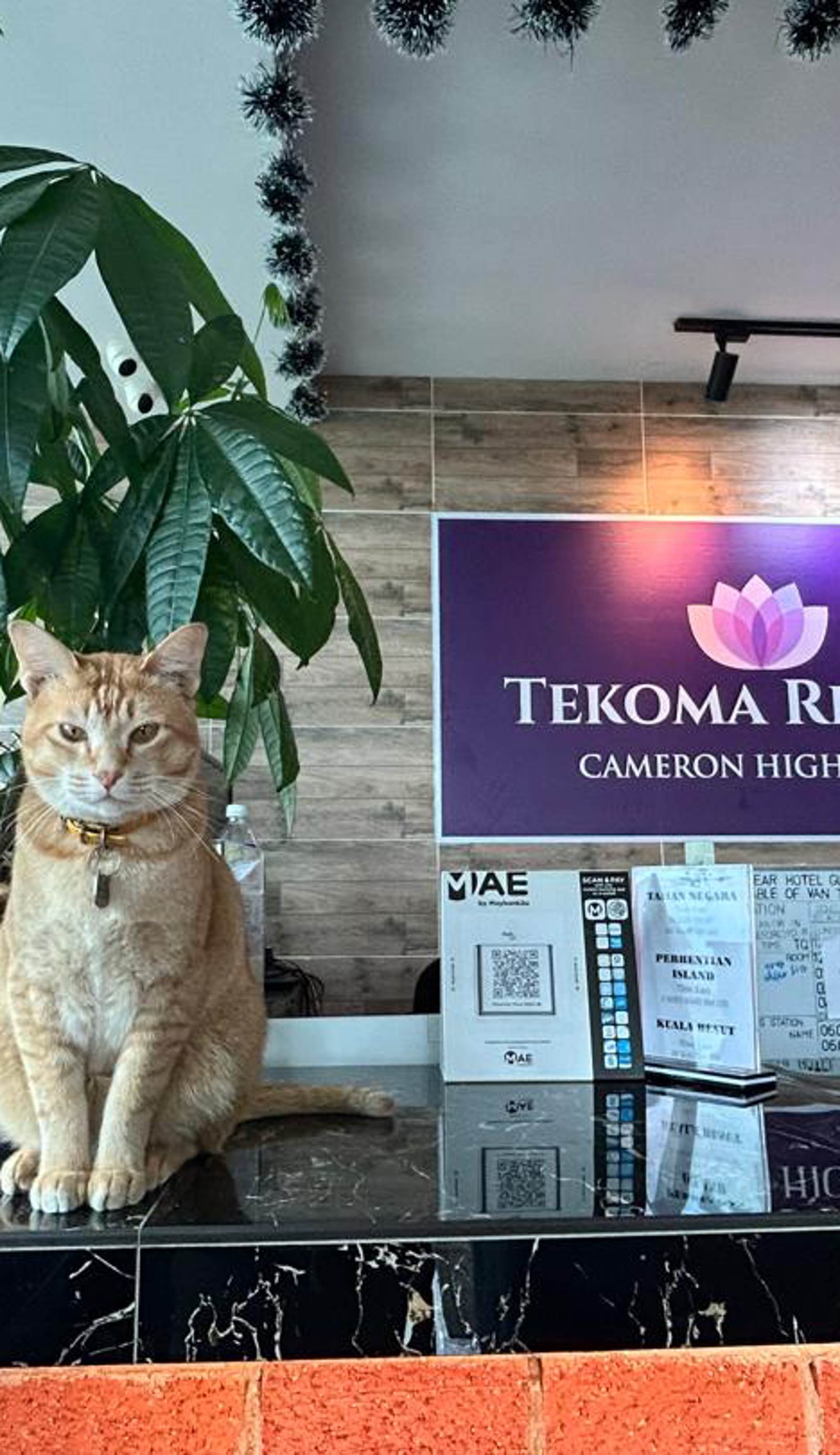 Tekoma Hotel & Hostel CH - FREE SHUTTLE SERVICE
