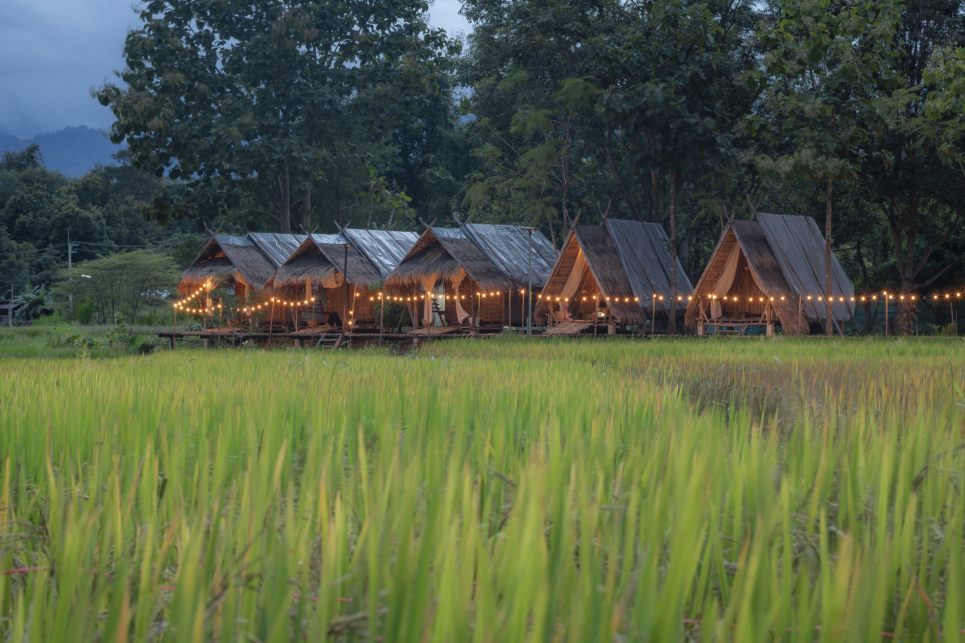 Paddy Fields Haven - Natures Nest
