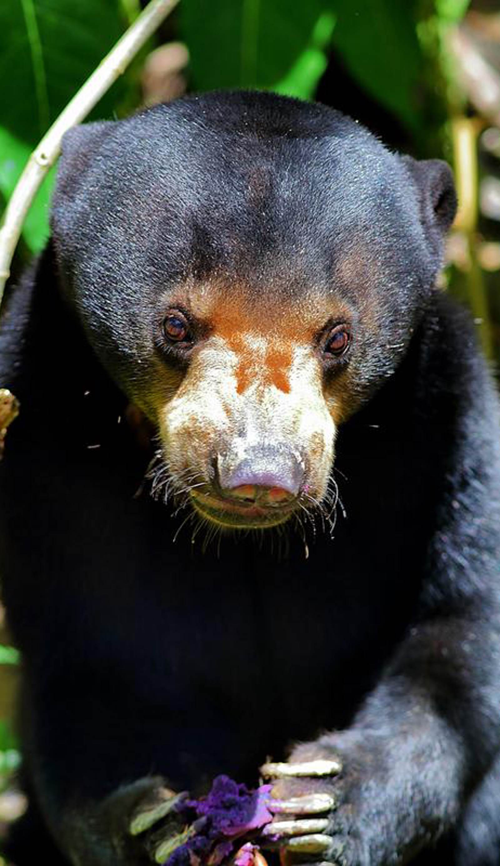 Tanini Sepilok