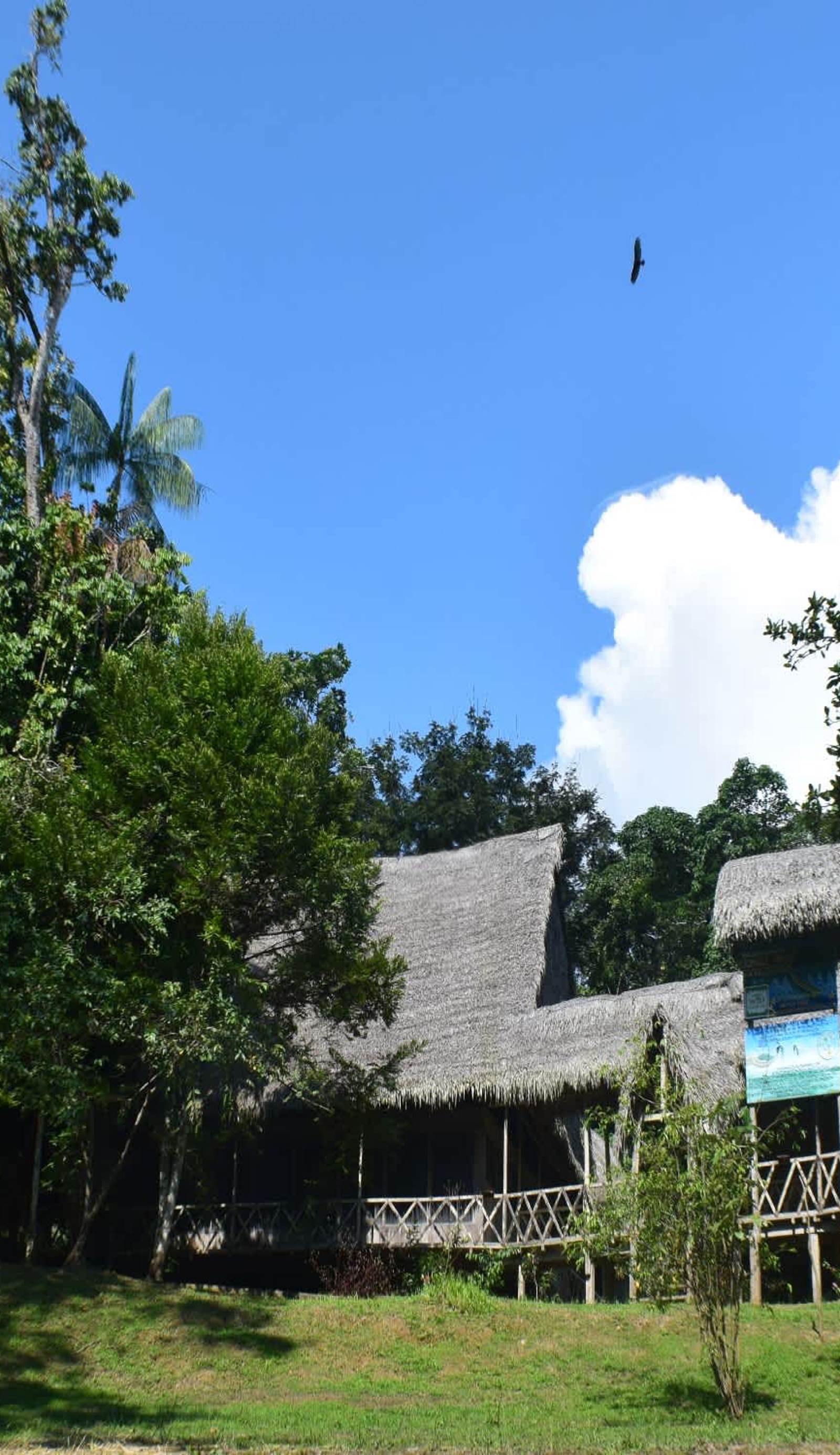 Jungle Wolf Expeditions Lodge & Tours Iquitos