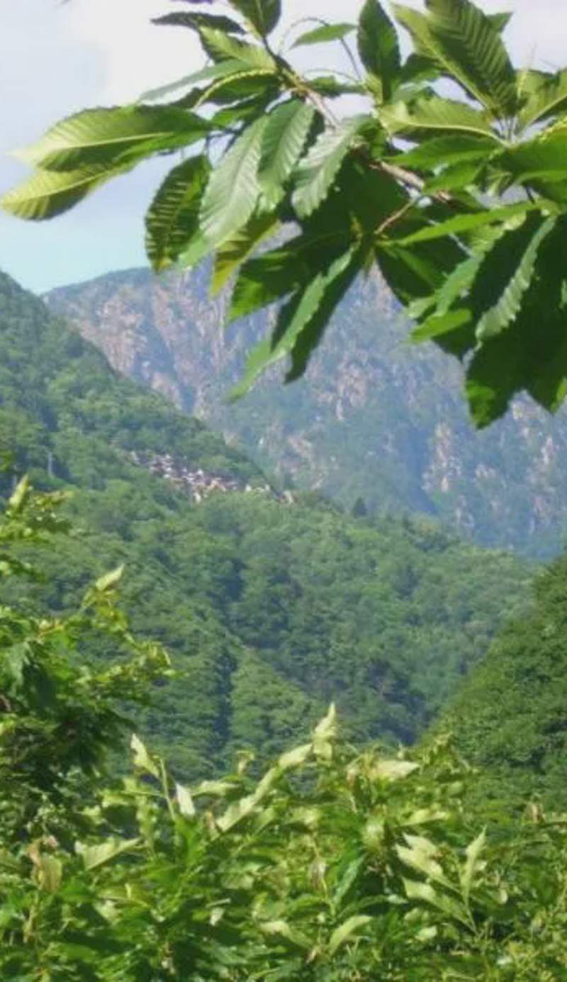 B&B CA' DEL PITUR CICOGNA