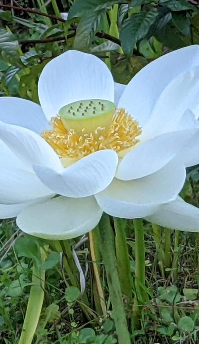 春屏民宿