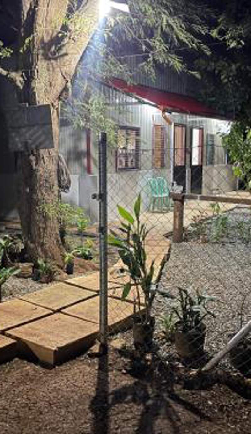 The Tamarind Tree