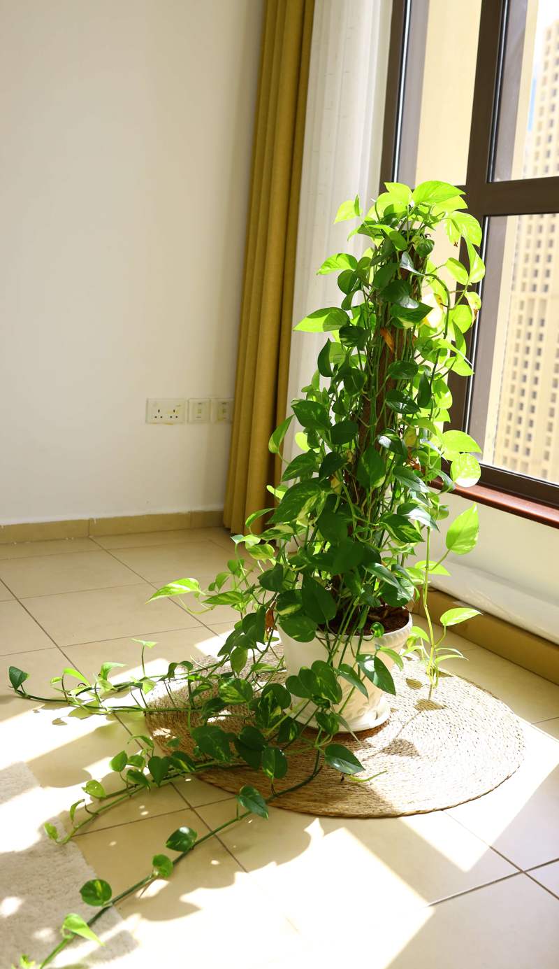 Shams JBR Hostel