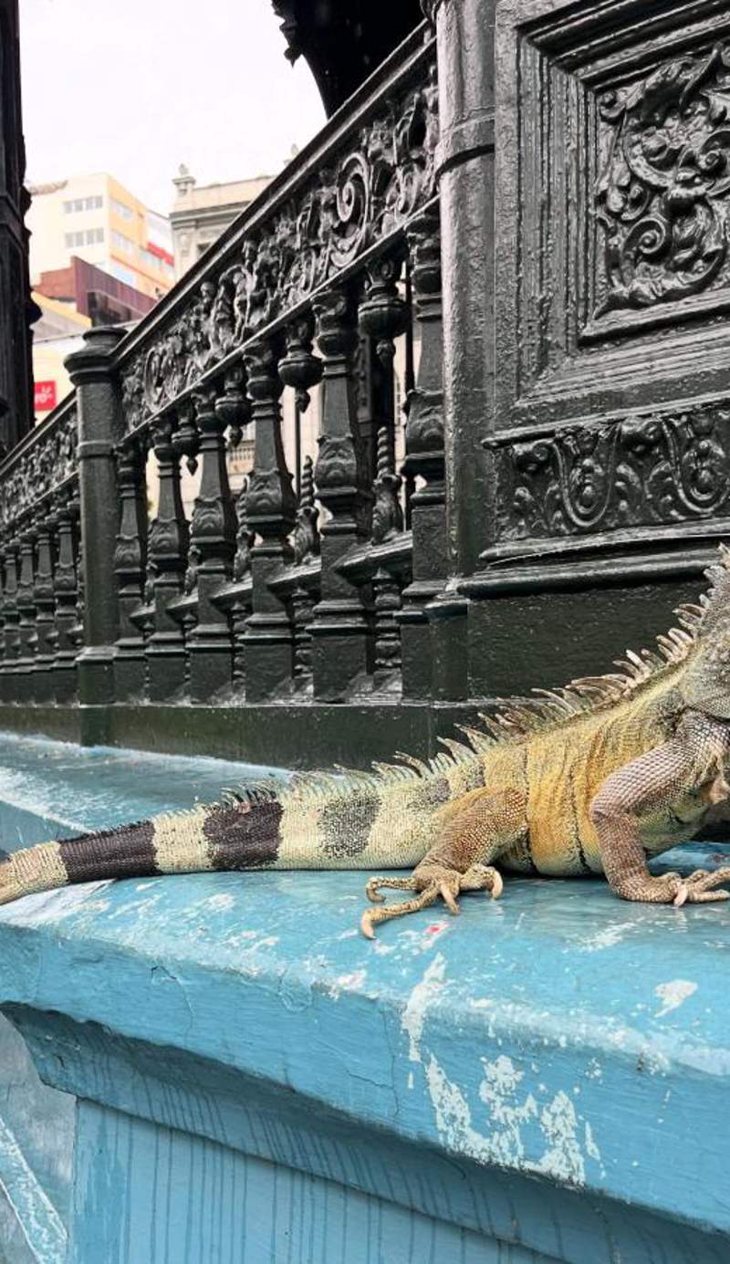 Hostal Galápagos - Guayaquil