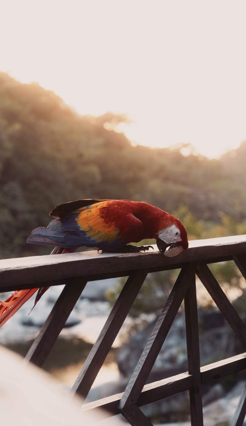Jungle River Lodge