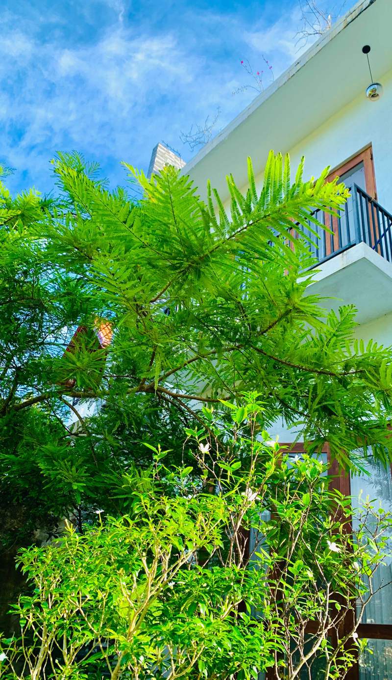 Jungle City Hostel