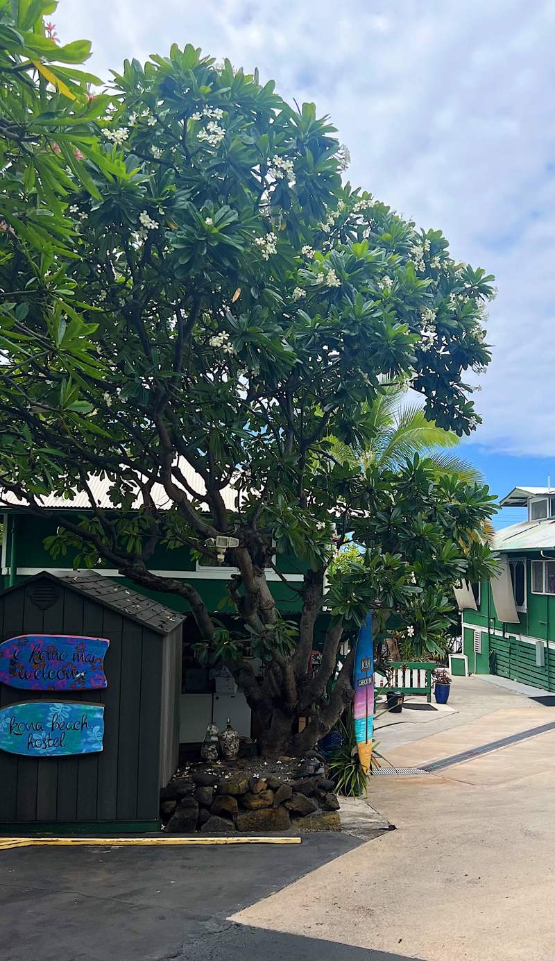 Kona Beach Hostel