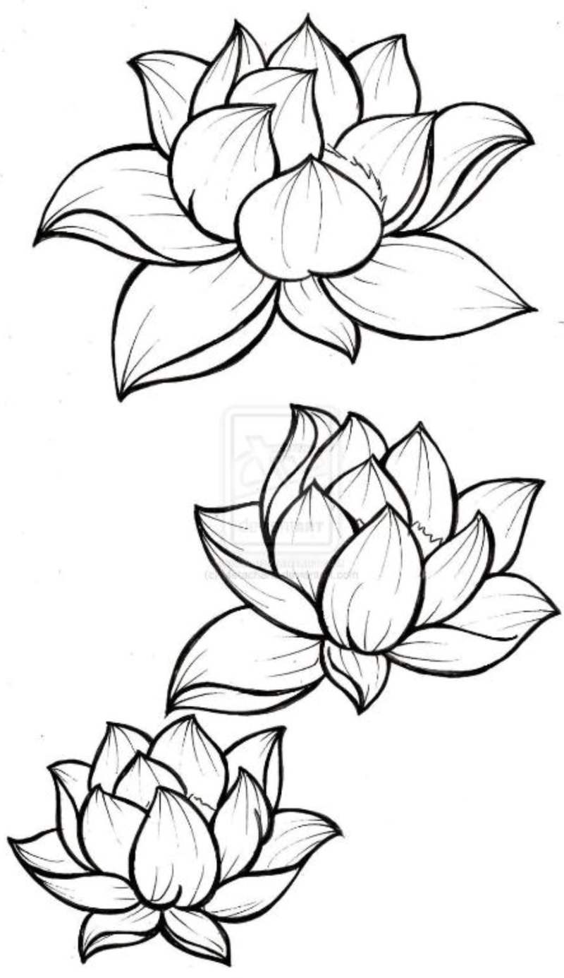 Lotus Hostel