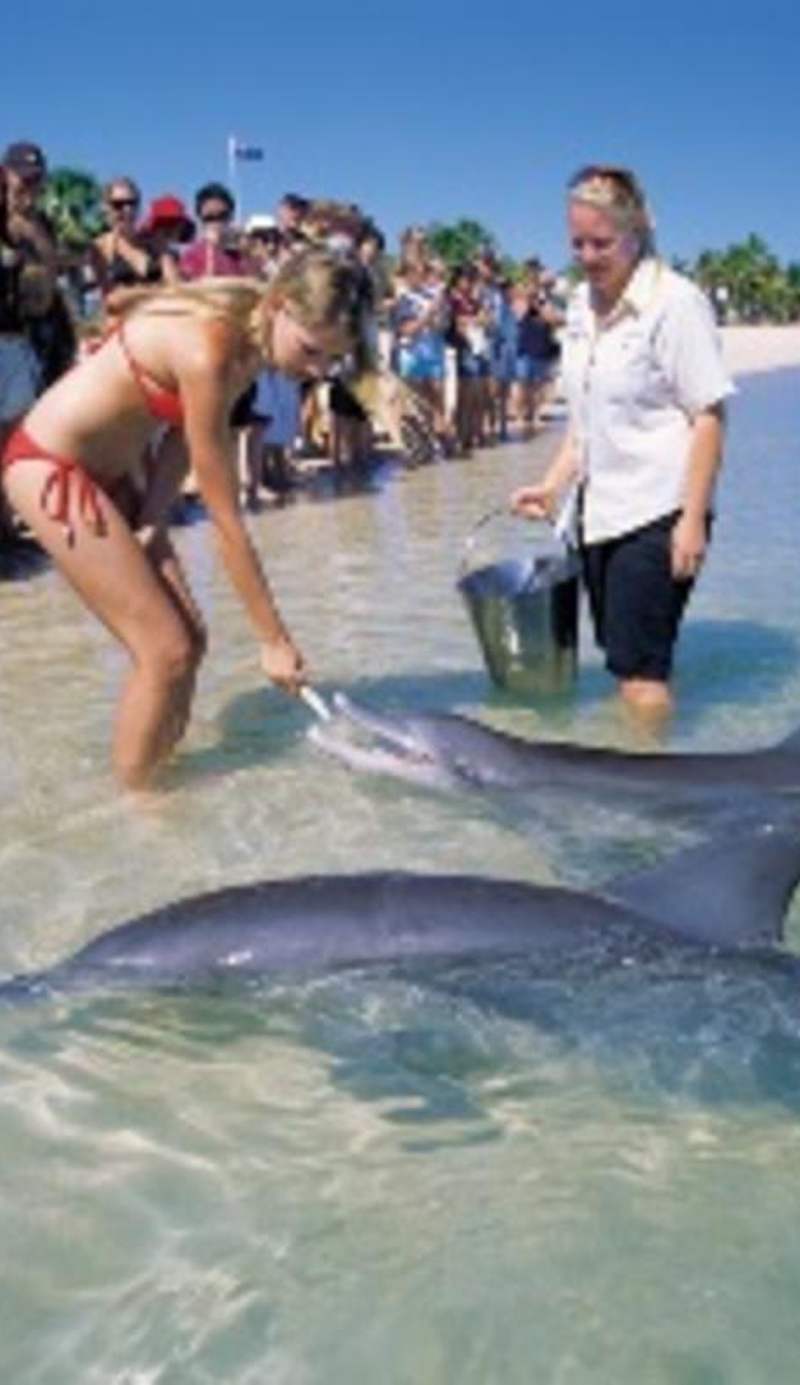 RAC Monkey Mia Dolphin Resort
