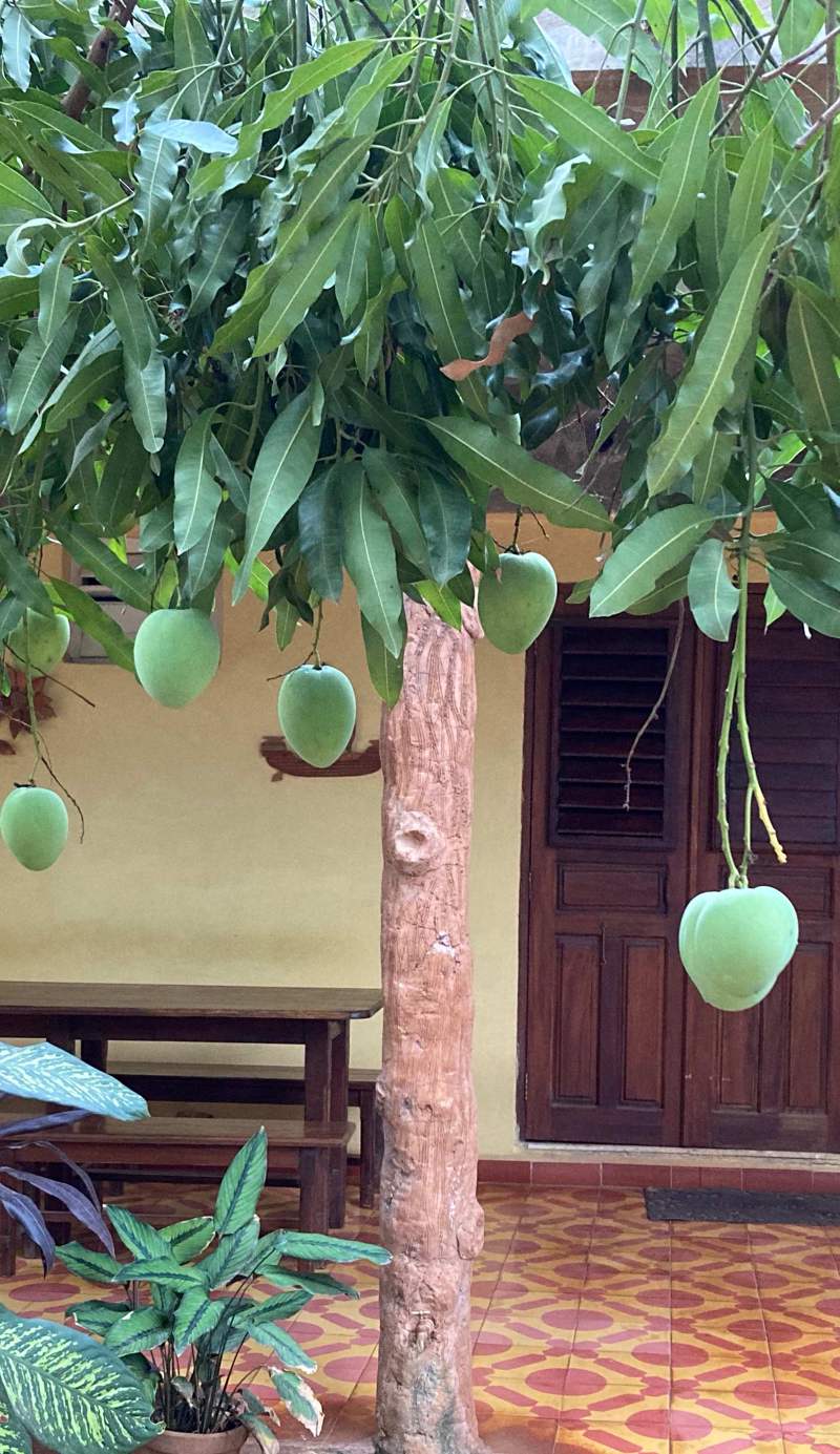 Casa Los Mangos