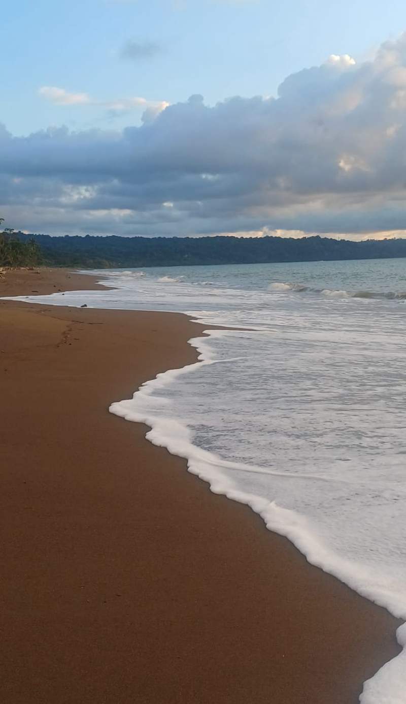 Ceiba Ganadito