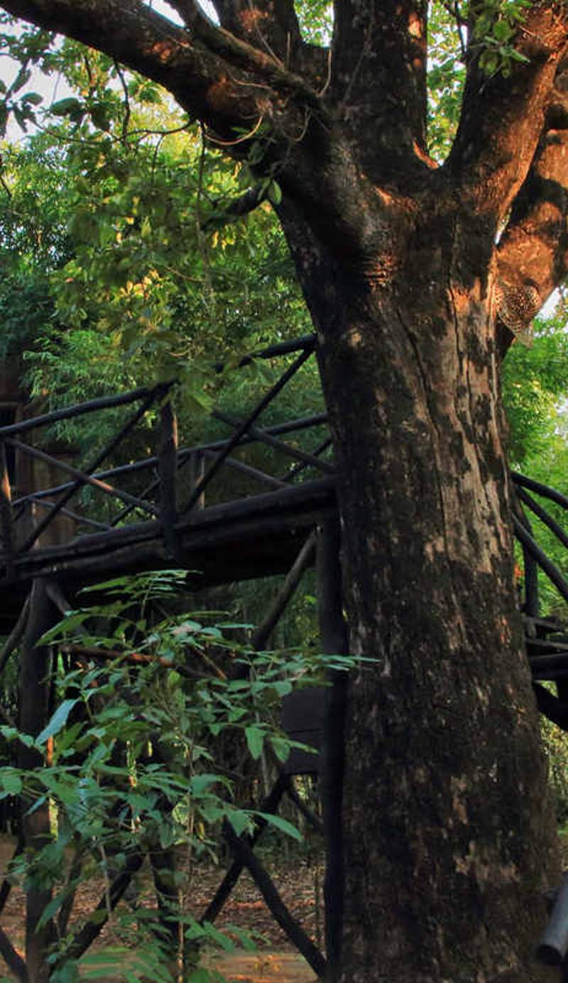 Tree House Hideaway