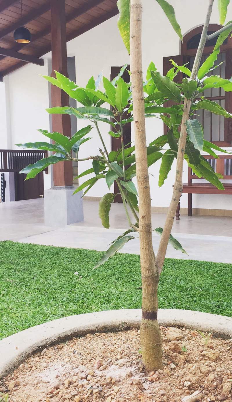 Nature's Lodge - Galle