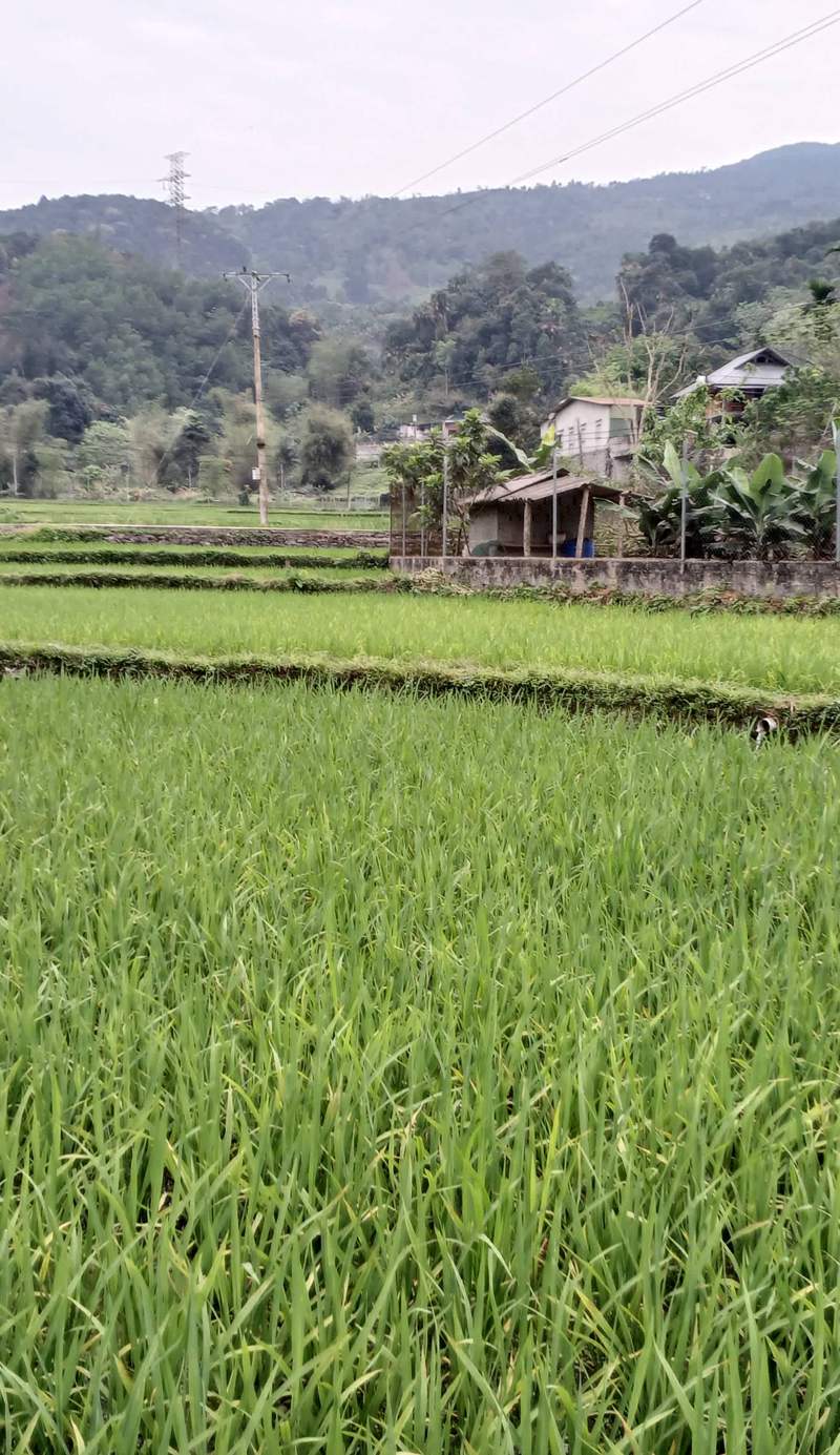 Little Tay Village Homestay