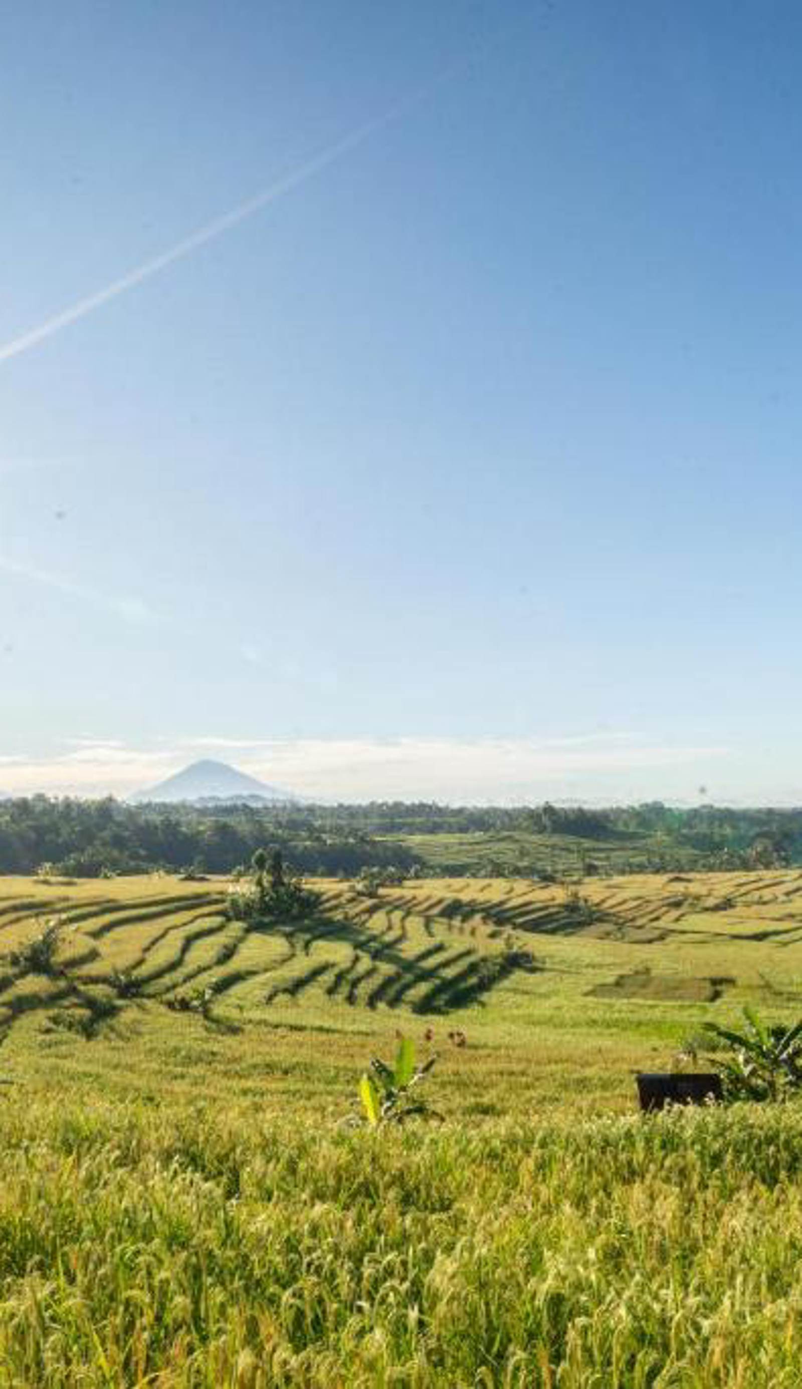 Jatiluwih Guava Eco Living