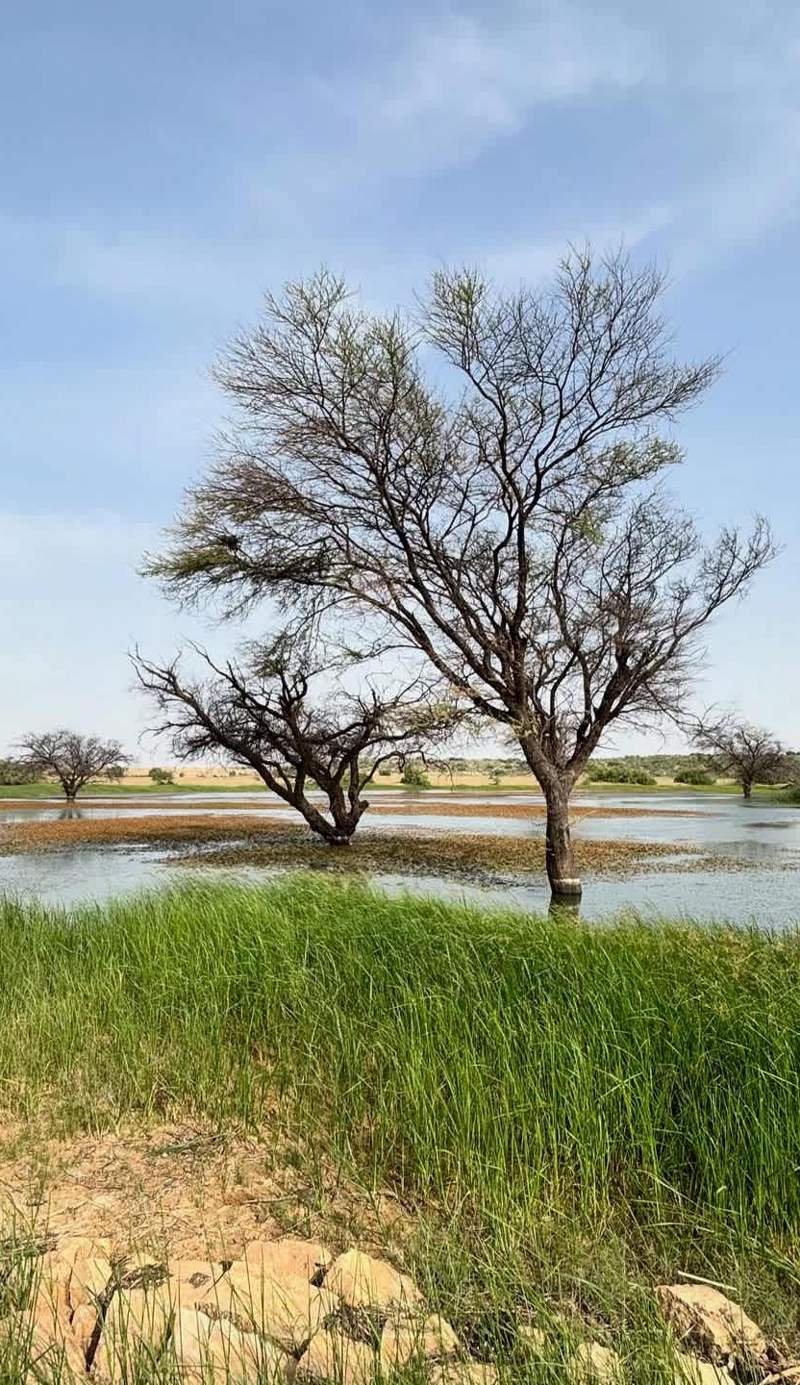 Jaisalmer Rosu Safari