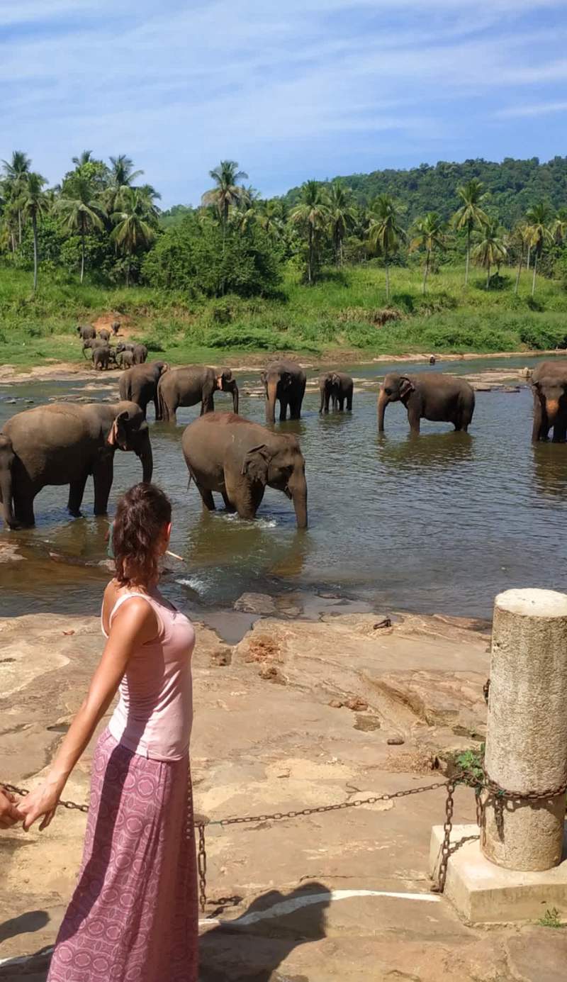 Hotel Elephant Park