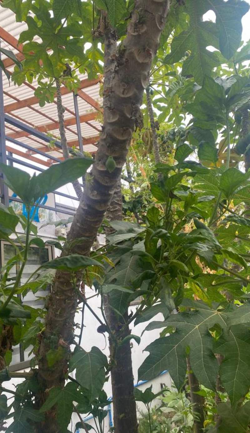 Tu Jardín Secreto