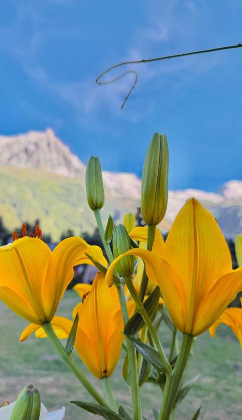 Alpenrose Chamonix