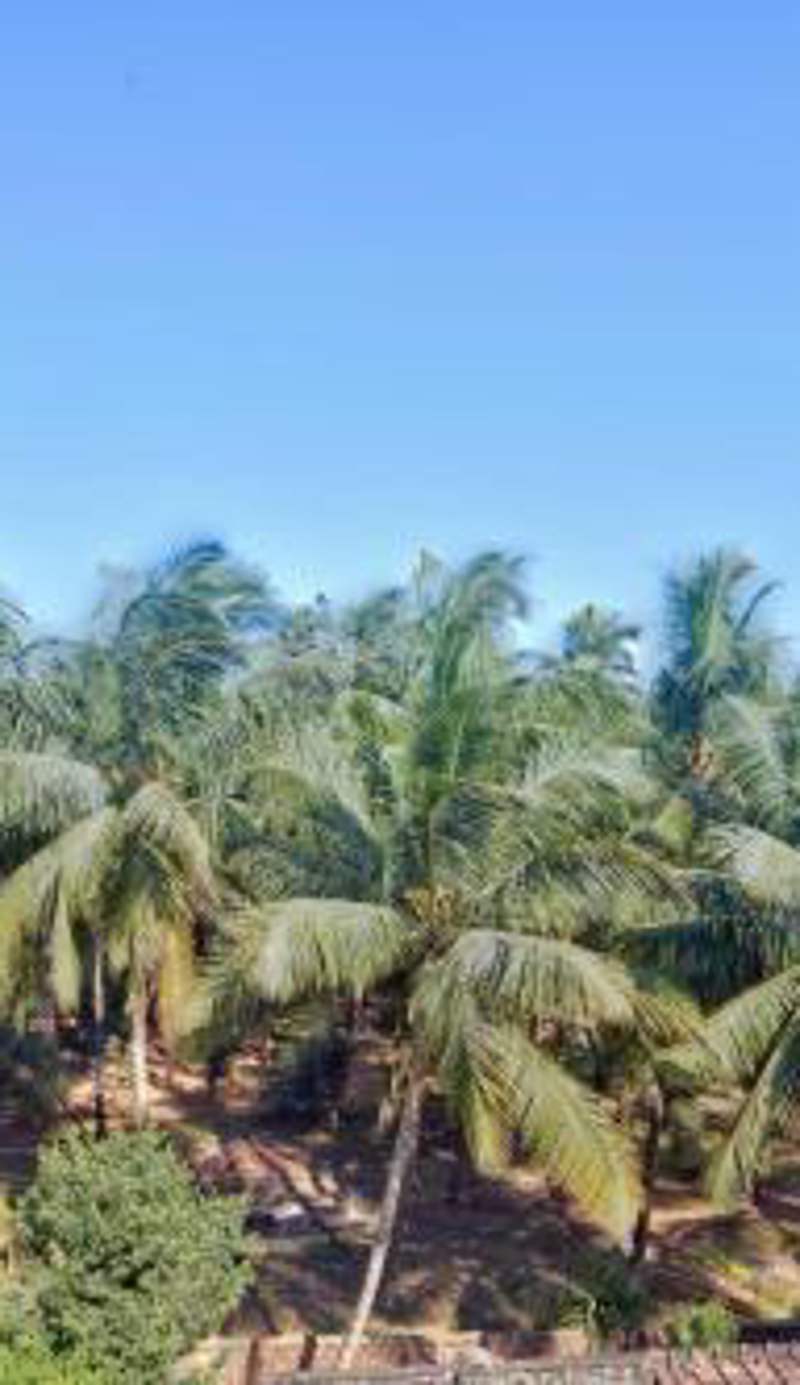 Beach Edge Calangute