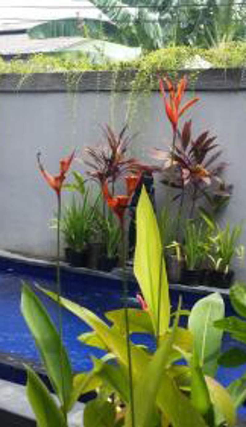 Star Bali Guest House